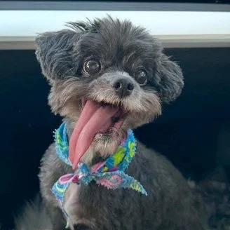 Photo of cute small dog with a very long pink tongue hanging out of its cray fluffy face.