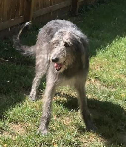 Photo of an Irish Wolfhound playing in the yard.