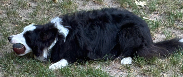 Photo of black and white dog playing with ball in the yard.