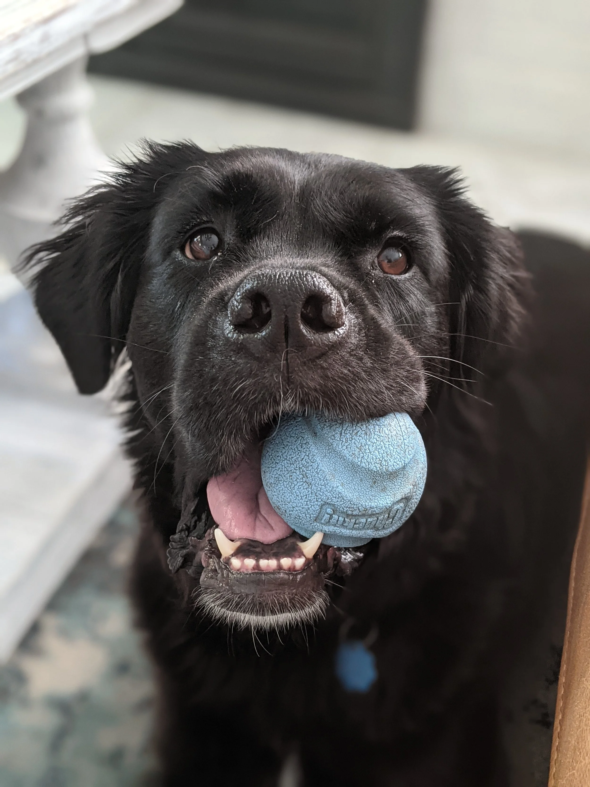 Photo of a black Labrador dog holding a blue ball in its mouth.
