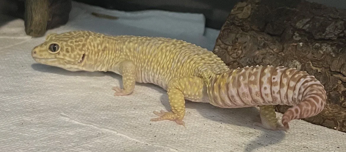 Photo of a yellow and pink leopard gecko.