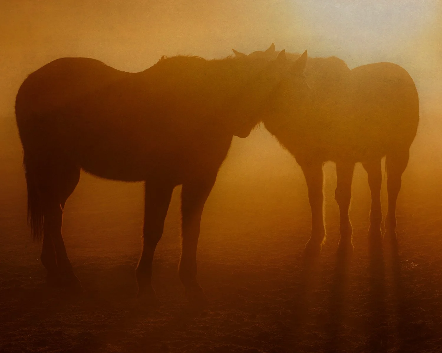 Year of The Horse, Curator, 2026