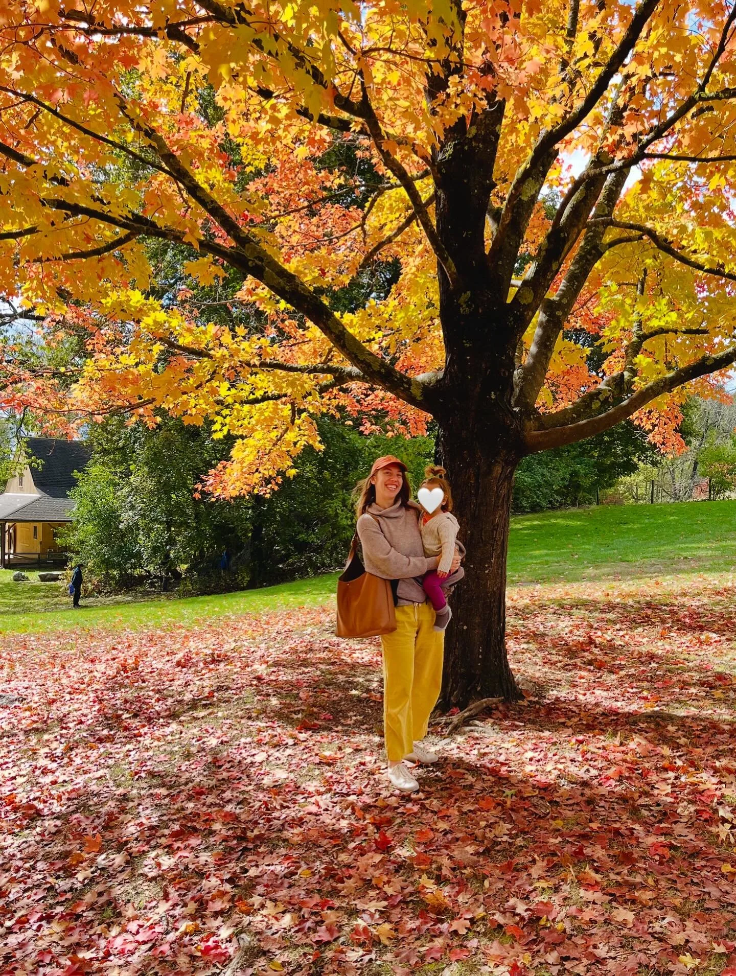 autumn through soma&rsquo;s eyes 🍁