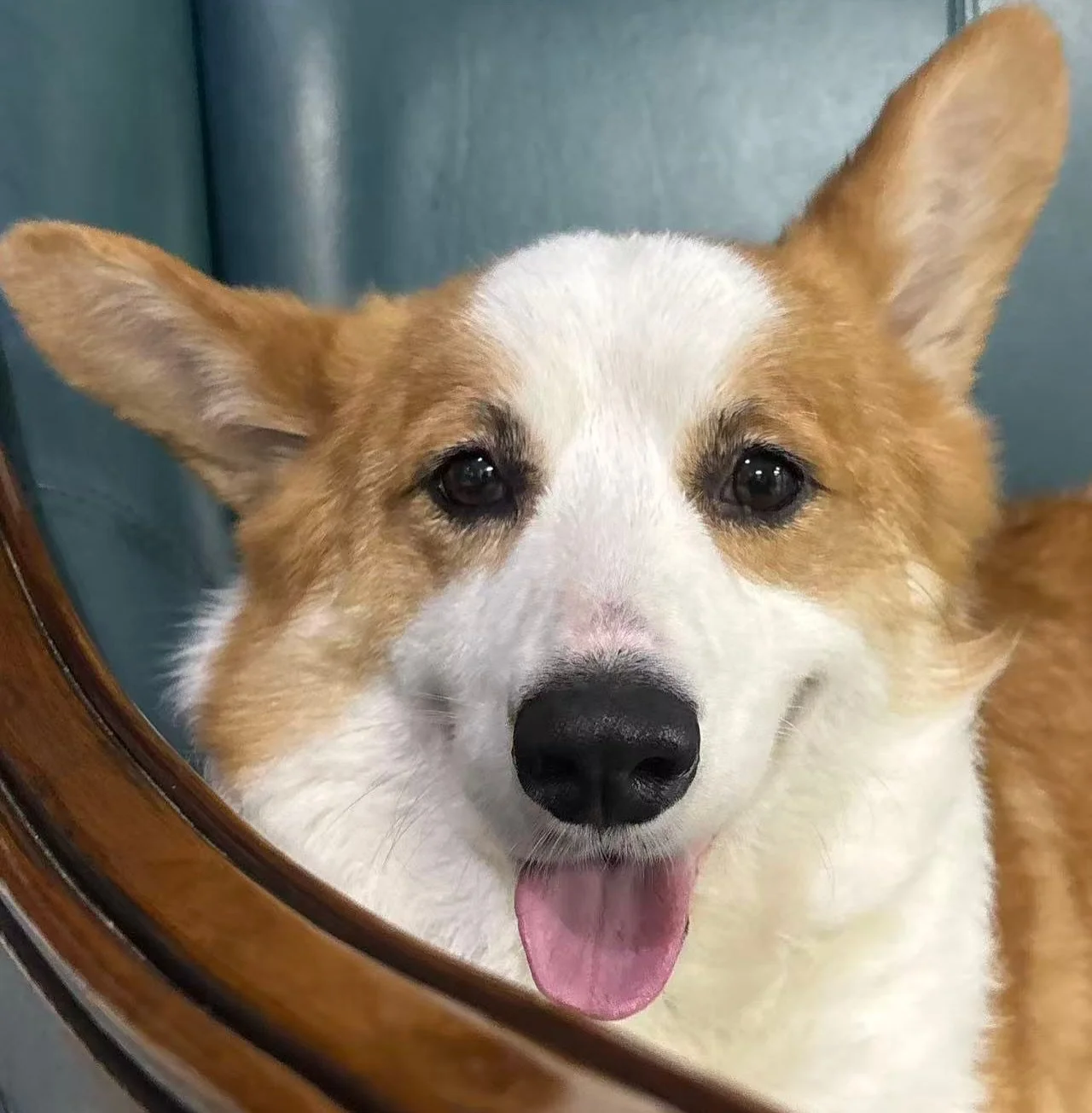 Doughnut is still waiting for his forever family 🐶
Meet Doughnut, a 4-year-old, 26lb Corgi with a story of incredible resilience. Just last June, he was facing a horrific fate on a meat truck bound for the Yulin Dog Meat Festival in China.
Rescuer