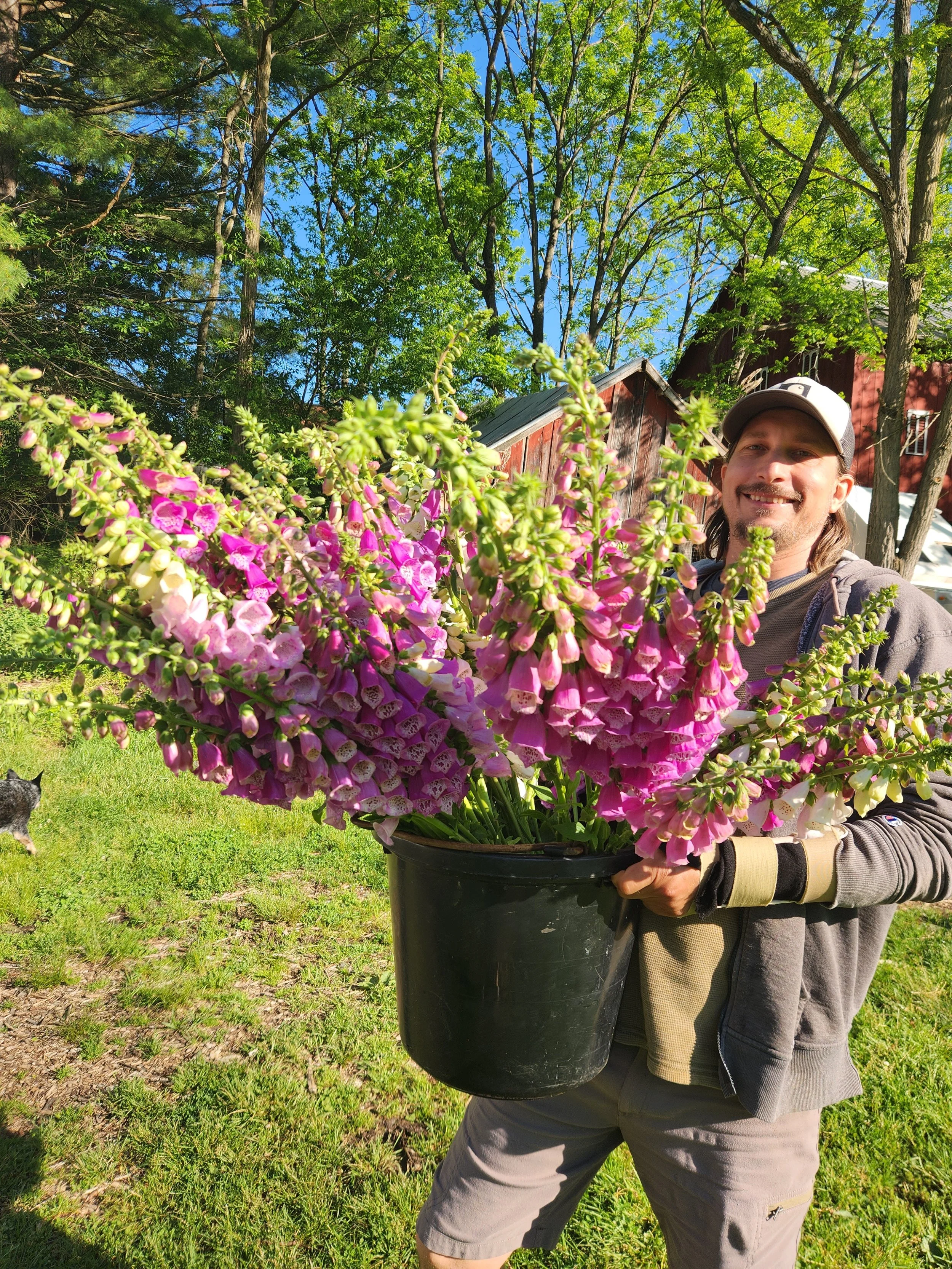 Man holding a large pot of pink and white foxglove flowers outdoors on a sunny day with trees and a red building in the background.
