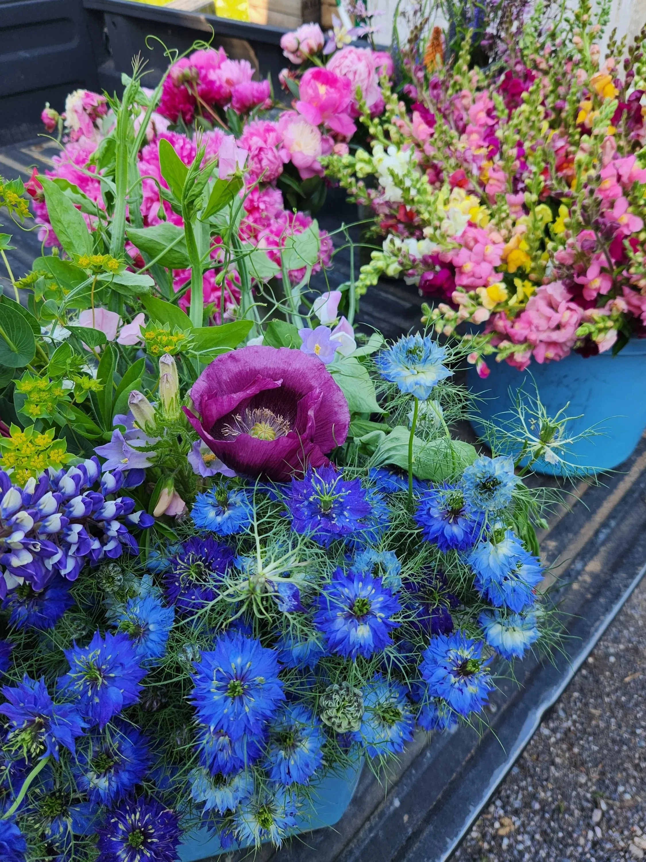 A collection of colorful flowers including pink, purple, blue, yellow, and white blooms arranged in a container.