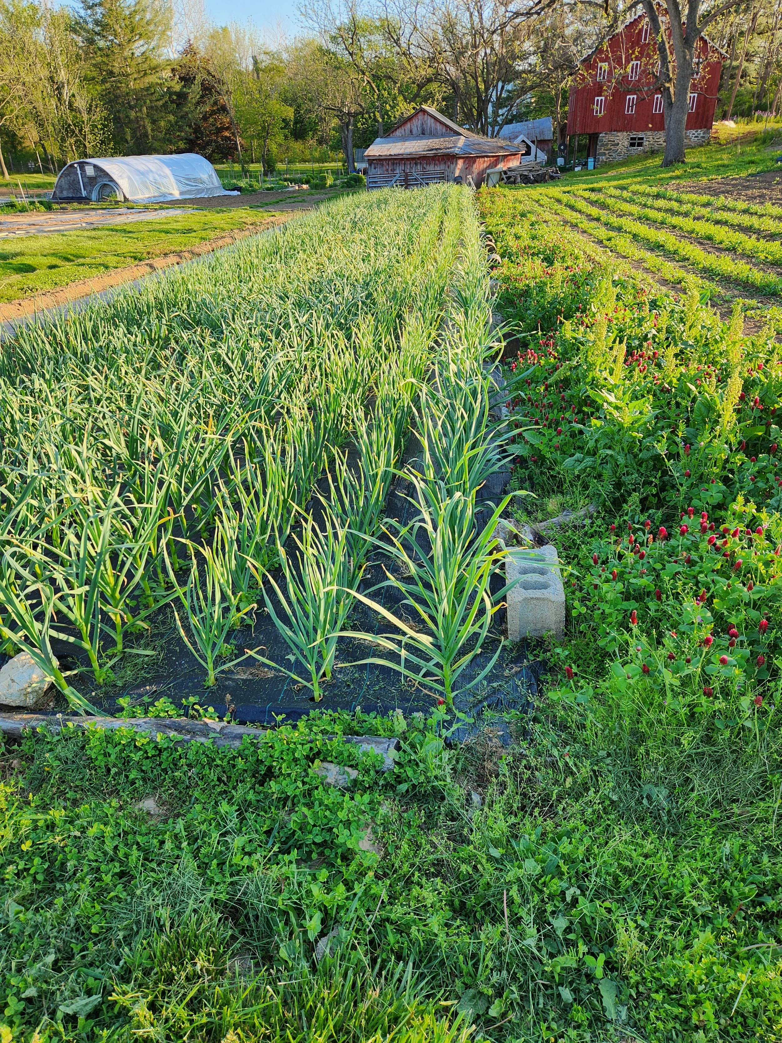 A garden with multiple rows of green plants, a small greenhouse covered with plastic, and a red barn surrounded by trees in the background.