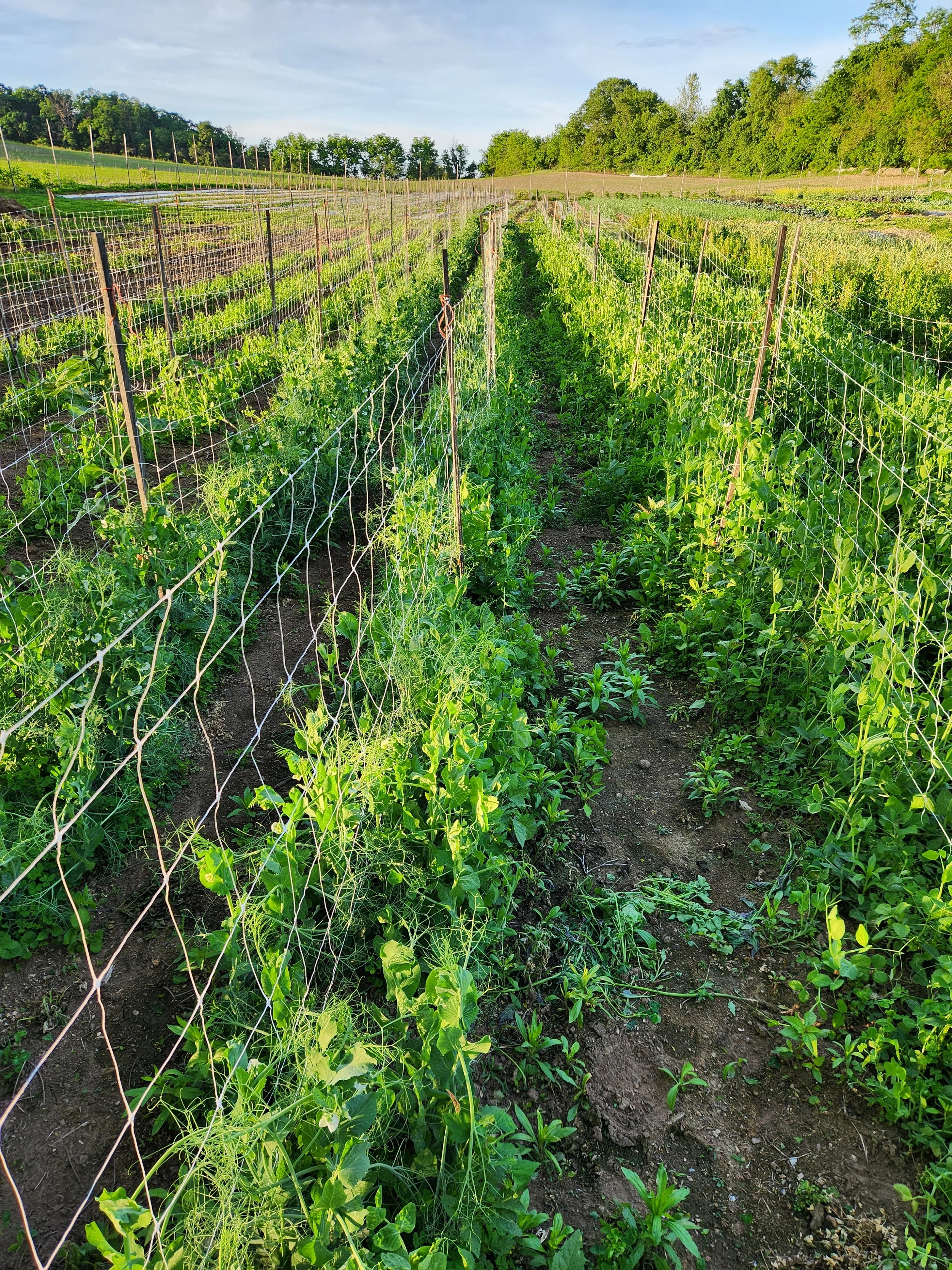Row of green plants growing in a garden with a wire fence on either side, on a sunny day with a blue sky and trees in the background.
