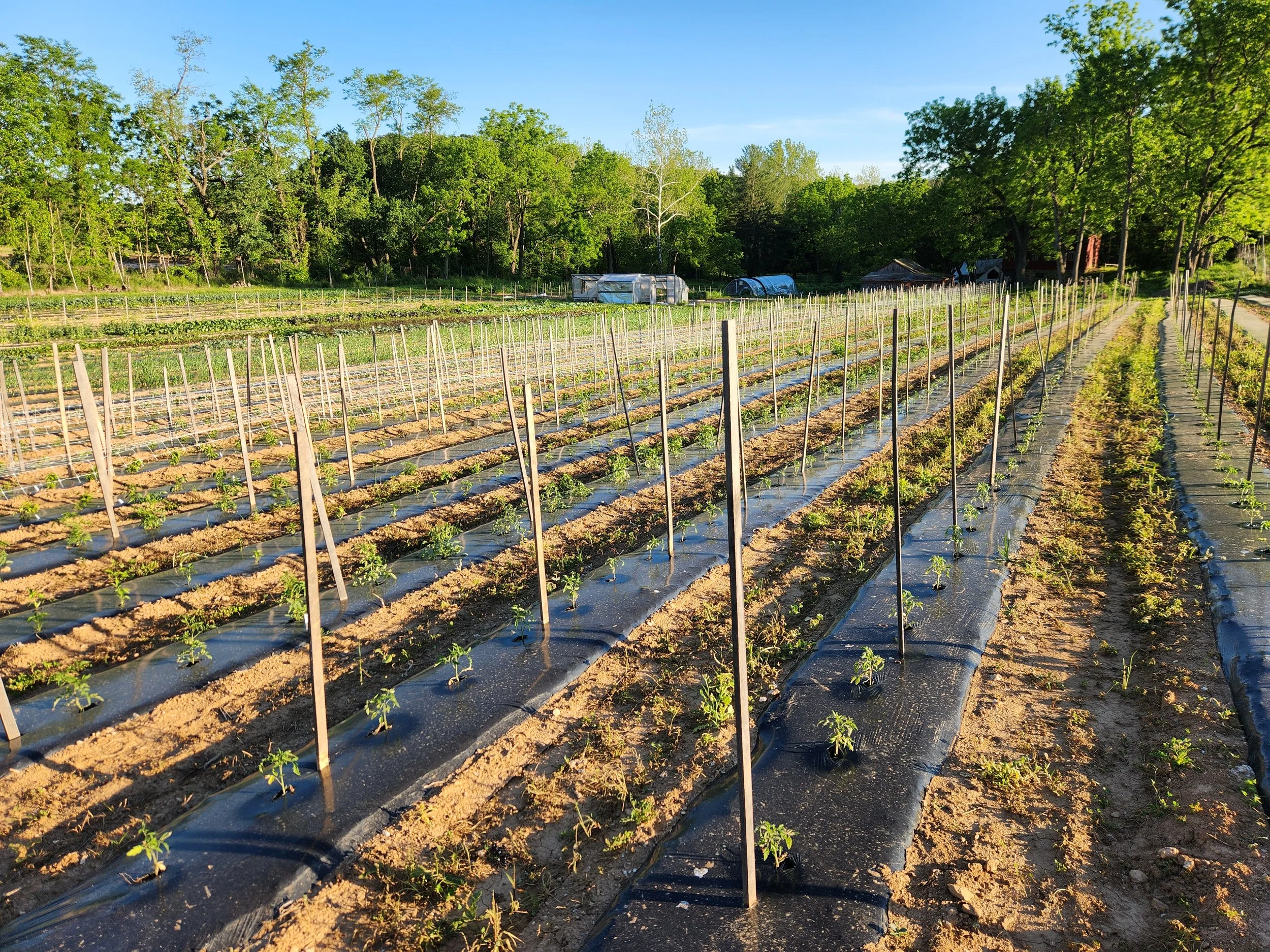 A farm with rows of young plants supported by stakes, surrounded by a dense green forest on a sunny day.