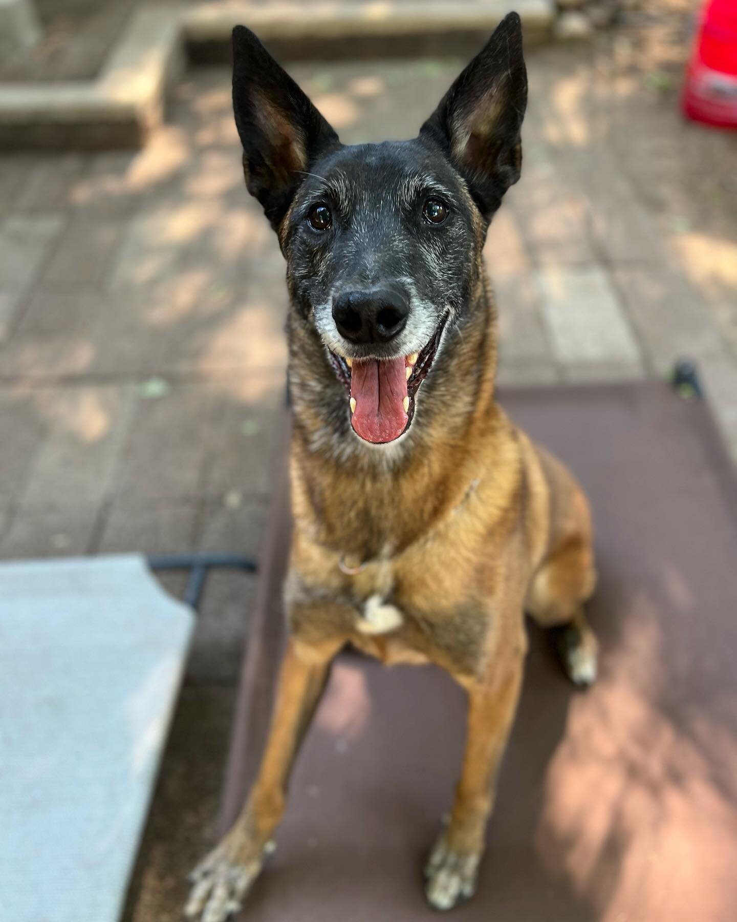 Meet Ayla! 🐾 

Ayla is our new foster! She is a 8-9 year old Belgian Malinois and she is good with people, dogs and kids! She has gone through a lot of training with her old owner but I will be putting her through a full board and train to get her u