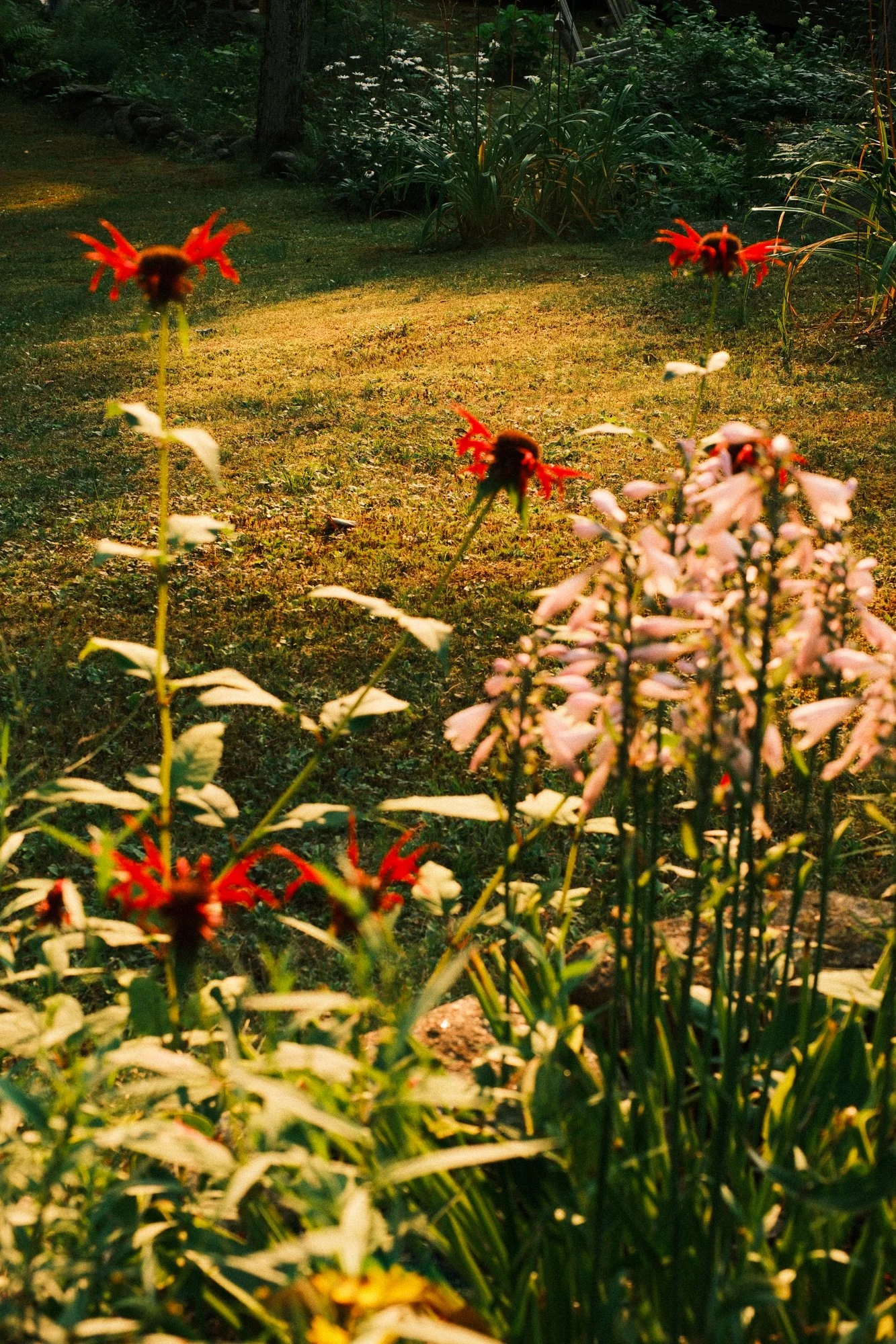 DSCF2415.jpg
