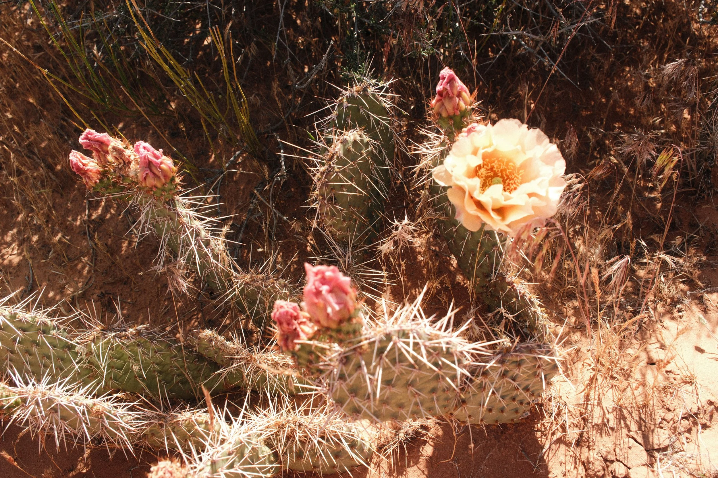 DSCF1618.jpg