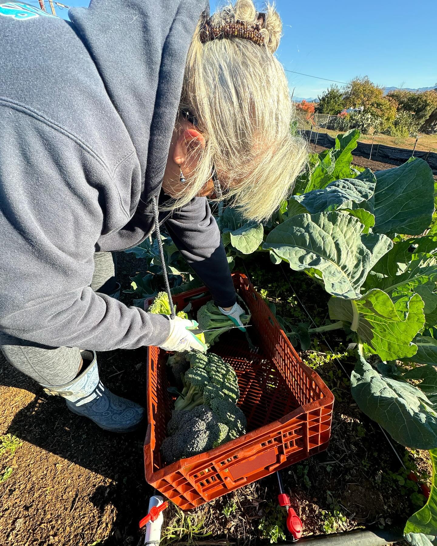 Our brassica bed is bursting with nutrient rich food for building strong human health! 💪🏽🌱🙌🏽🙏🏽 We harvested these 20+ heads of broccoli, 8 cabbage, and 20 lbs of carrots for our food insecure neighbors. One of our distribution partners, @opera