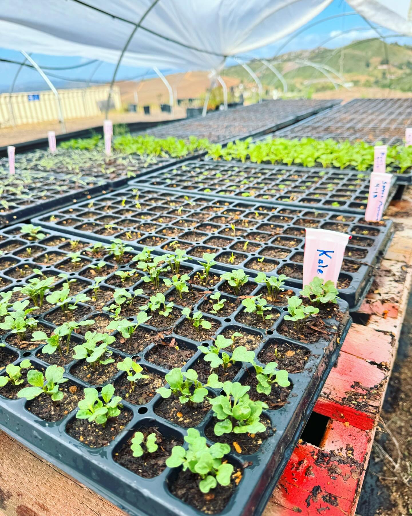 These little beauties will one day produce a bountiful harvest!🌱🌿🥬🫛🍅🌶️

#regenerativeagriculture #regenerativefarming #sandiegofarm #sandiegofood #creationcare