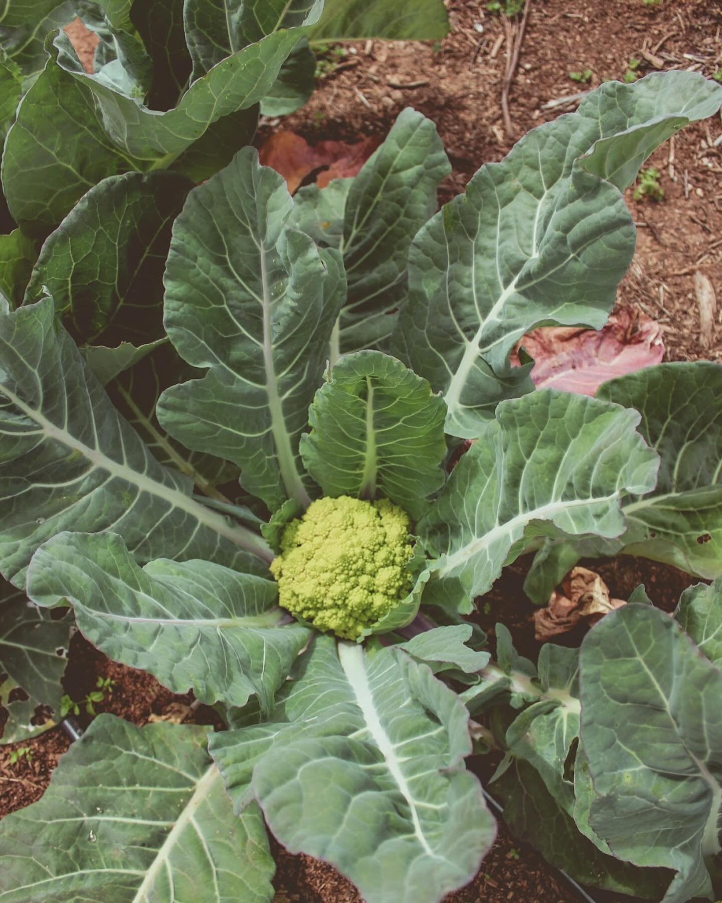Regeneratively grown romanesco broccoli! 🌱 Bursting with nutrients and antioxidants, it boosts immunity and aids digestion. Sustainably grown produce nourishes the body and supports the planet. #growyourownfood #regenerativefarming #healthyliving #s