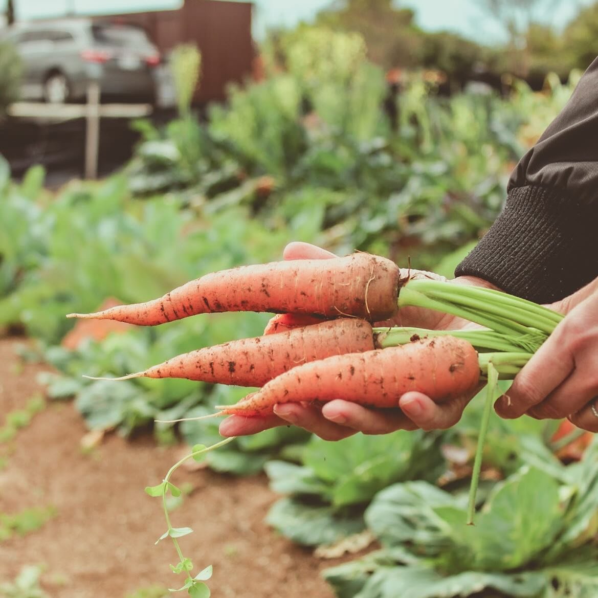 Freshies! #regenerativefarming #carrots

Photo: @bigfishphotography