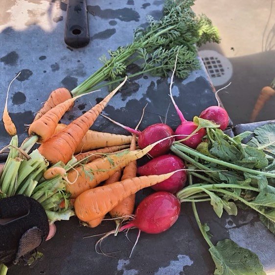 In the world of nutrition, carrots shine as vibrant sources of beta-carotene, fueling our journey to clear vision and robust immunity. Radishes, with their crisp texture, are the unsung heroes of digestion, offering a refreshing reminder that small, 