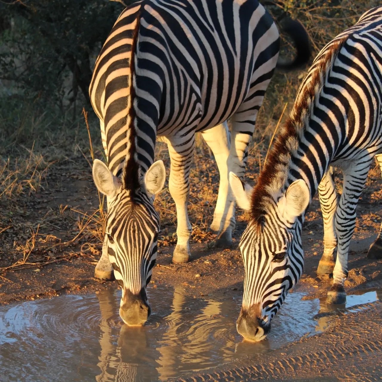 Elevated Zebras for Rare Disease