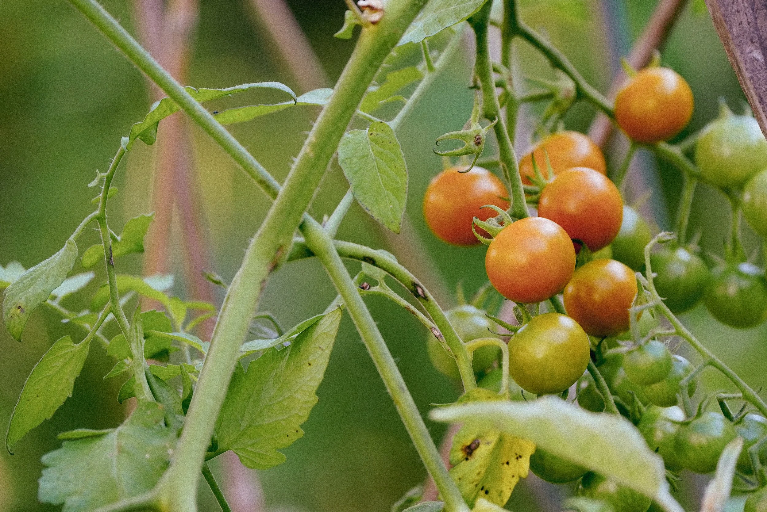 Cluster of cherry tomatoes growing on a vine with green leaves.