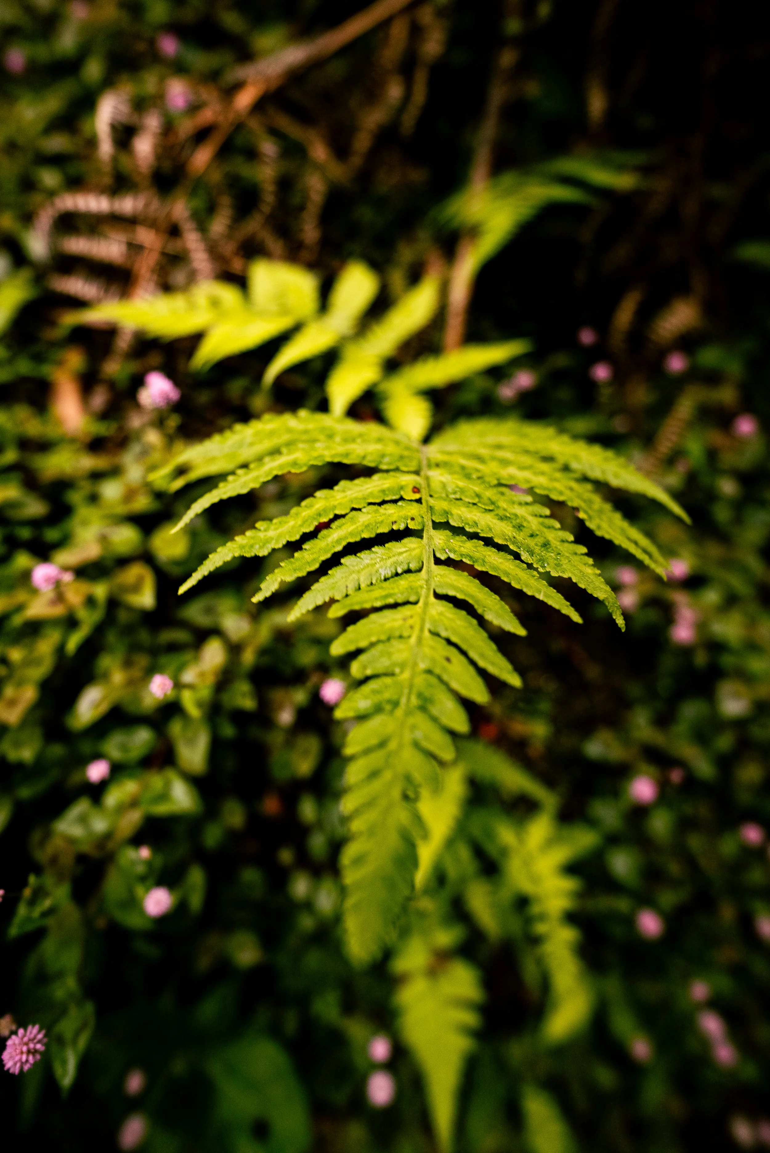 DSC04473.jpg