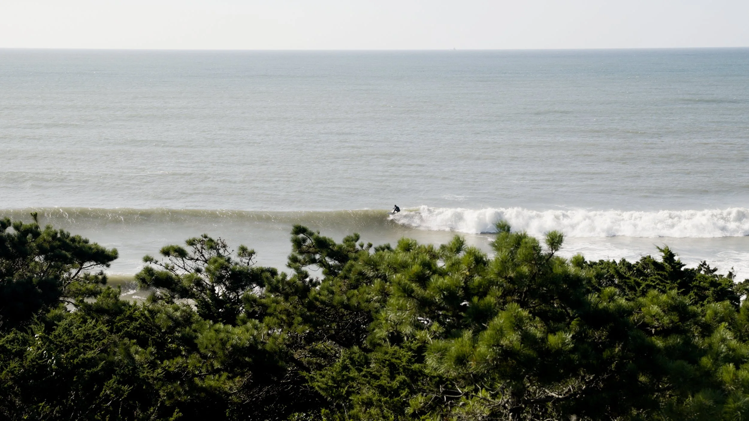 Person surfing on a wave in the ocean with pine trees in the foreground.