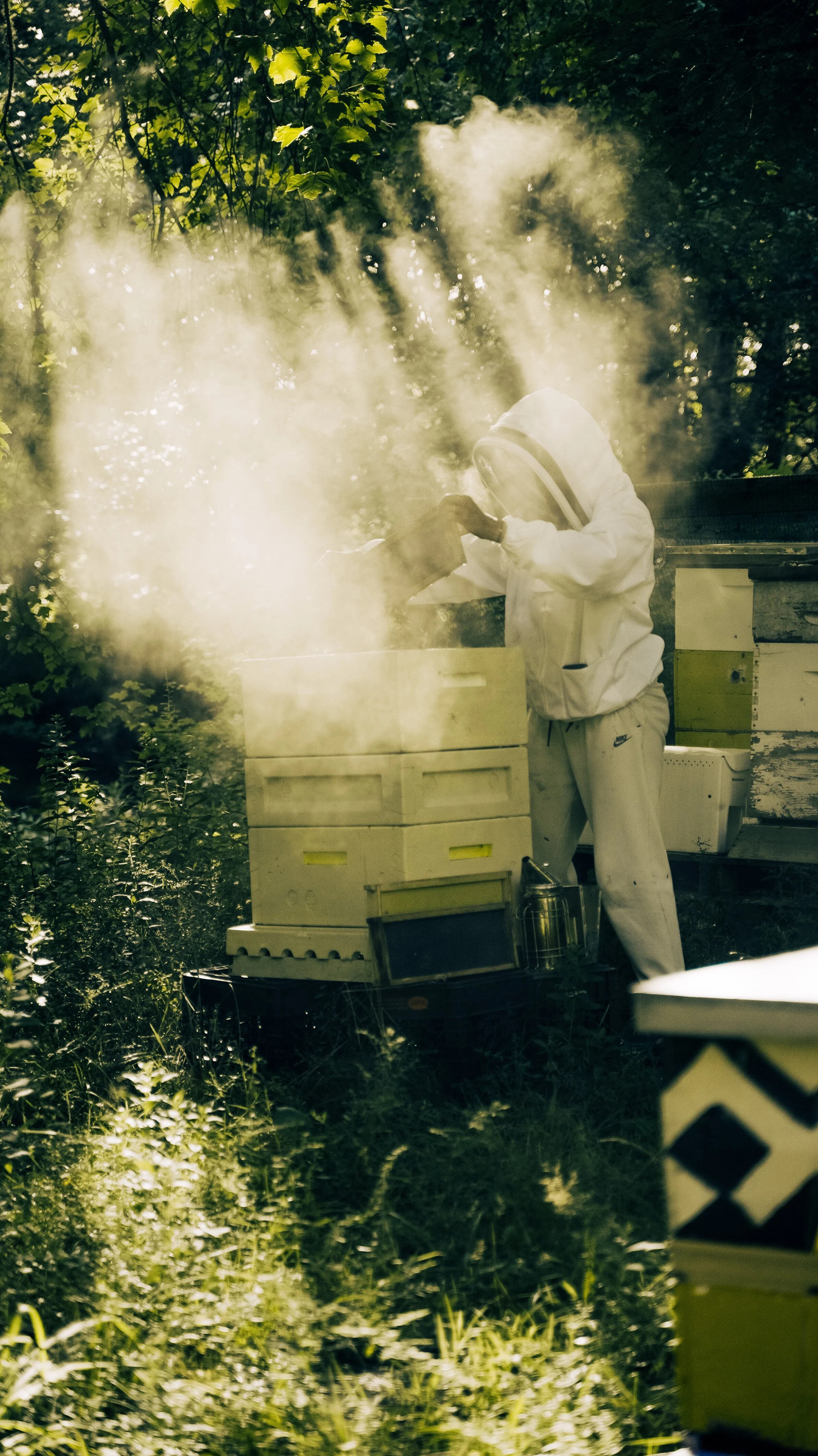 Beekeeper in protective suit tending hives in a sunny, wooded area with smoke