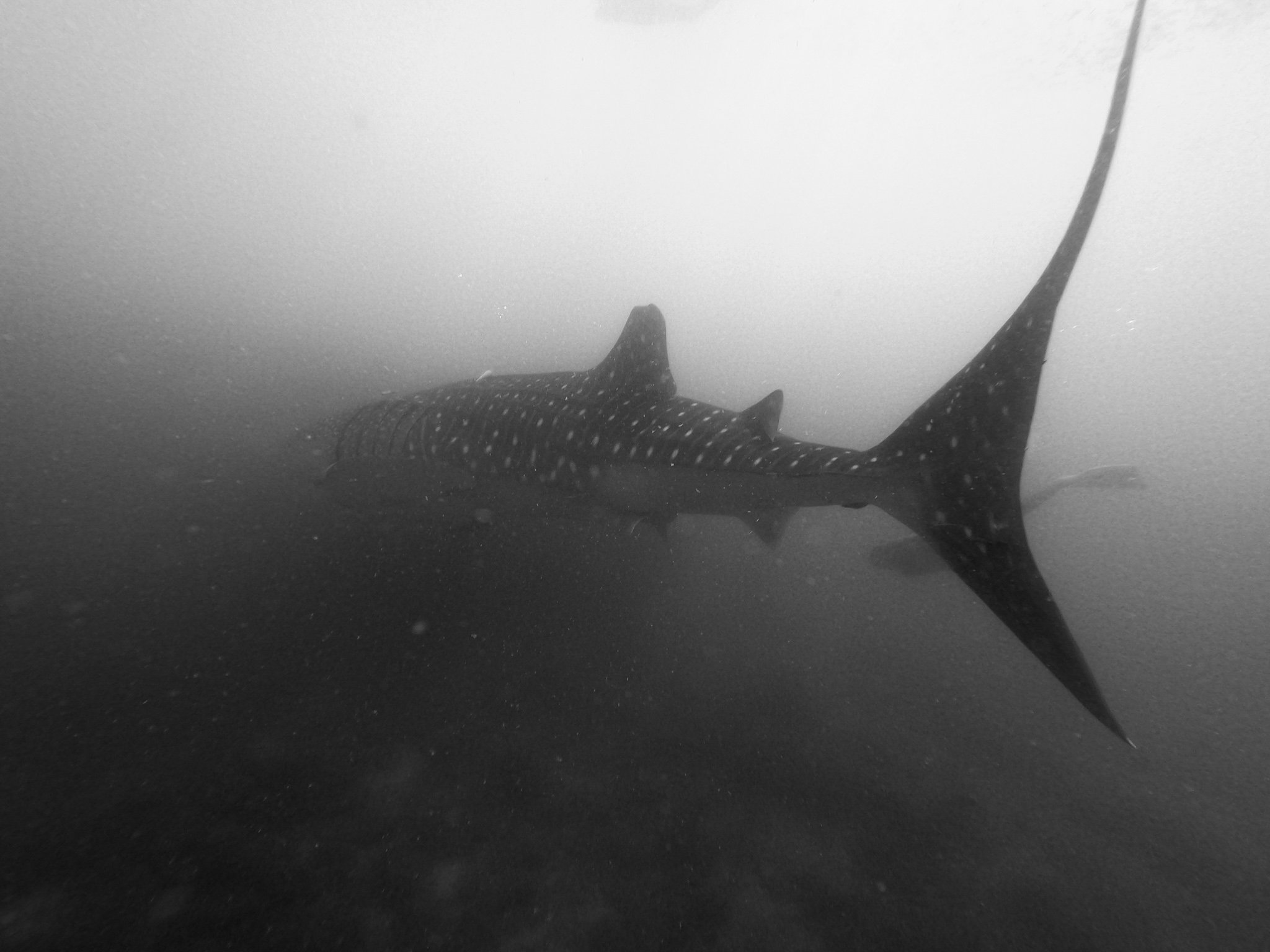 International Dirtbags