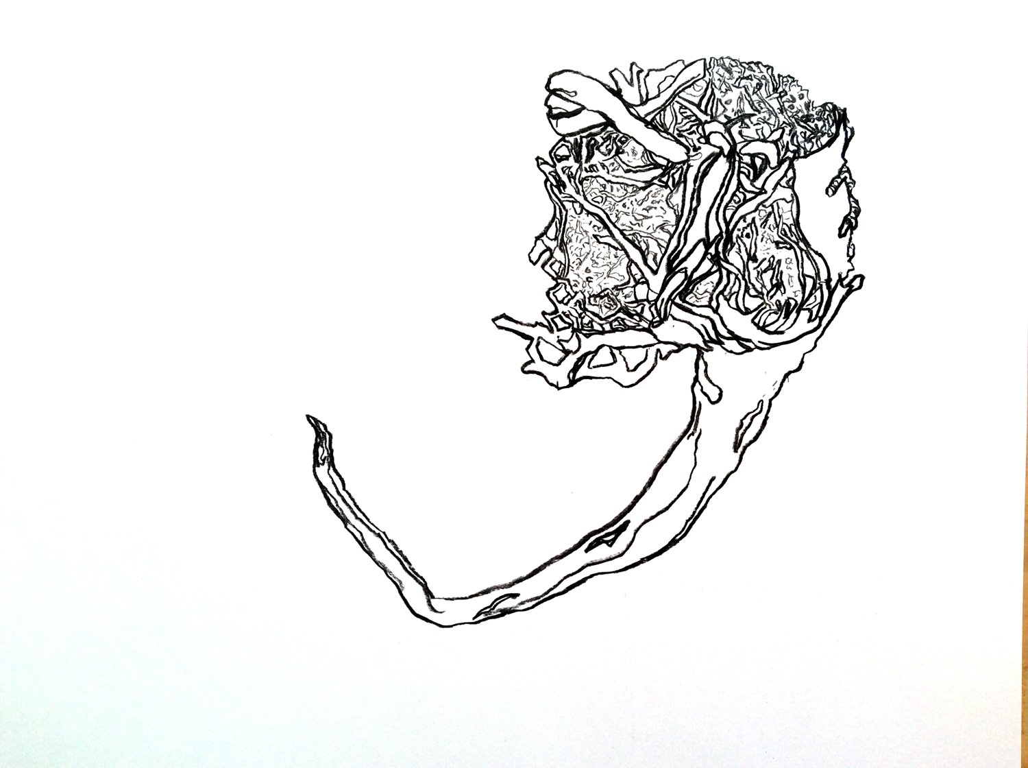 1500-seaweed-drawing.jpg