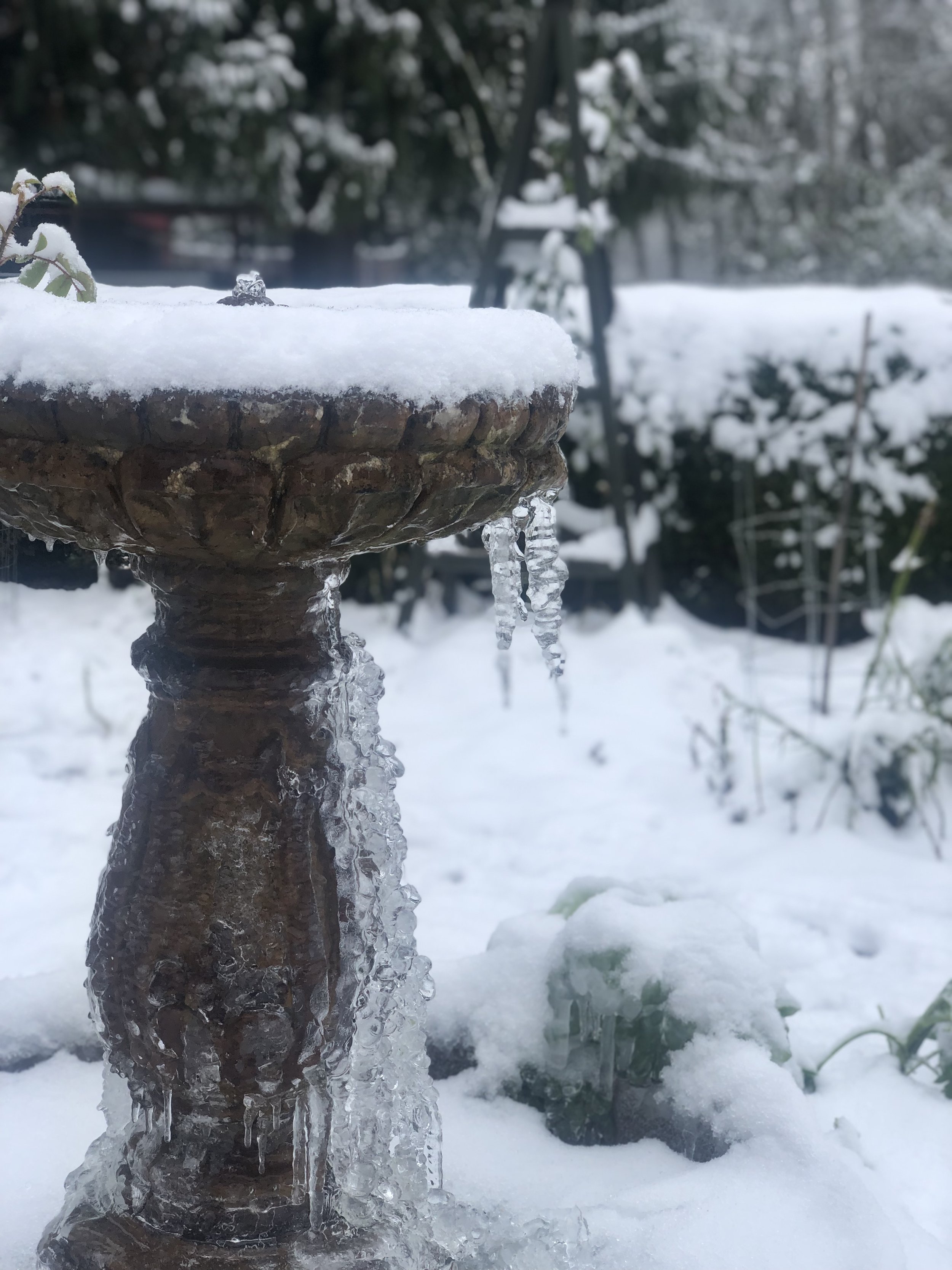 Sowing Sweet Peas and Wondrous Cold Hardy Annuals