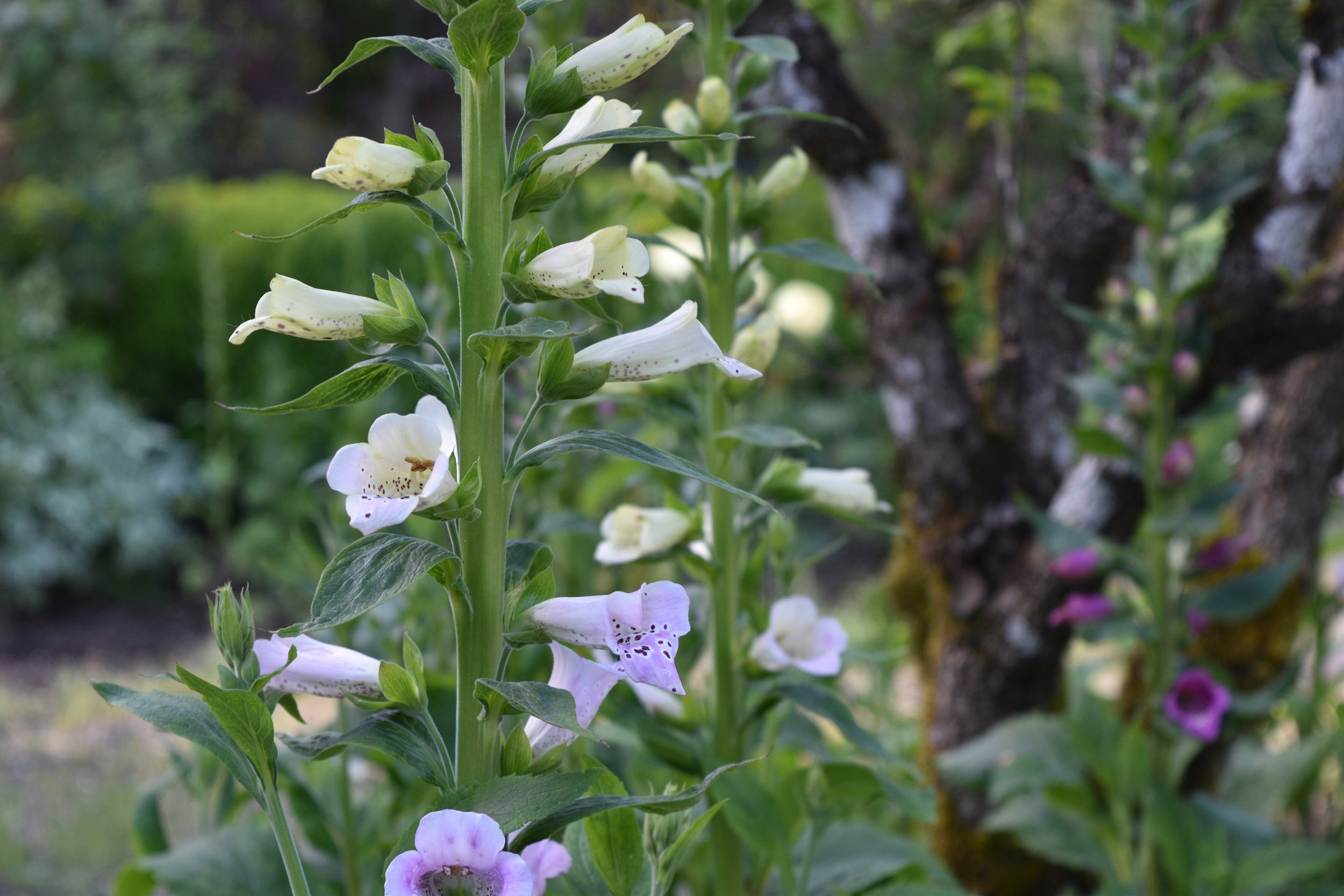 Cottage Garden Style