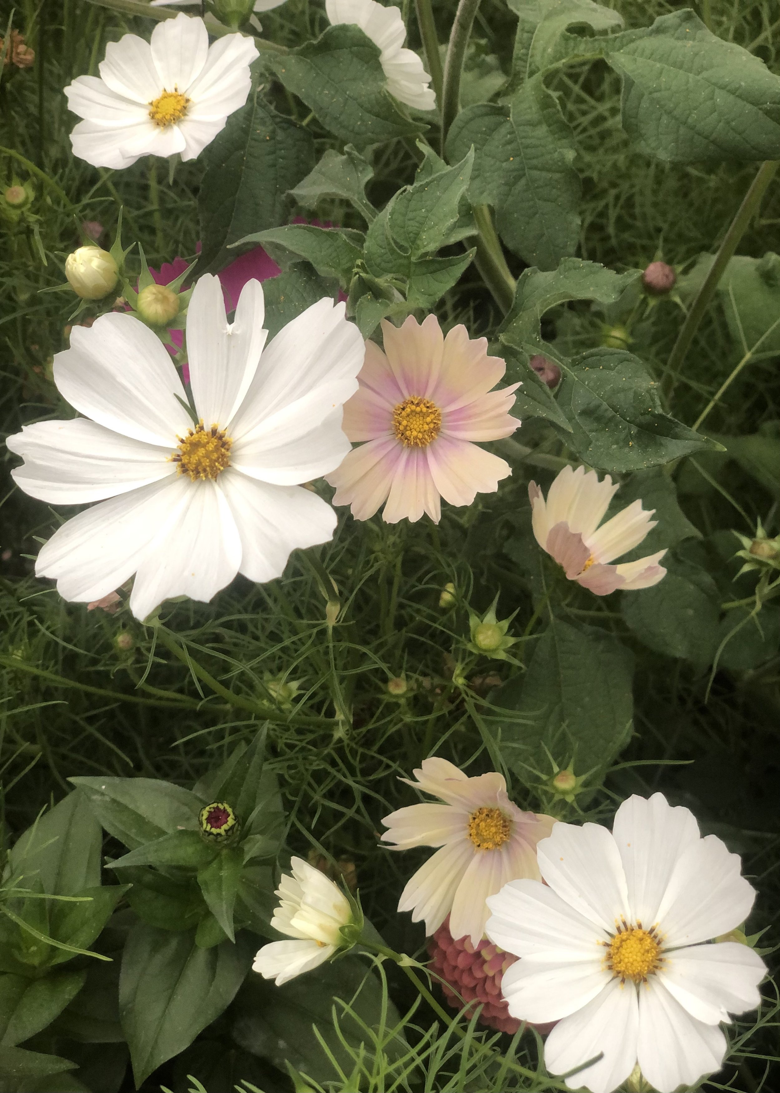 Why I grow my own flowers