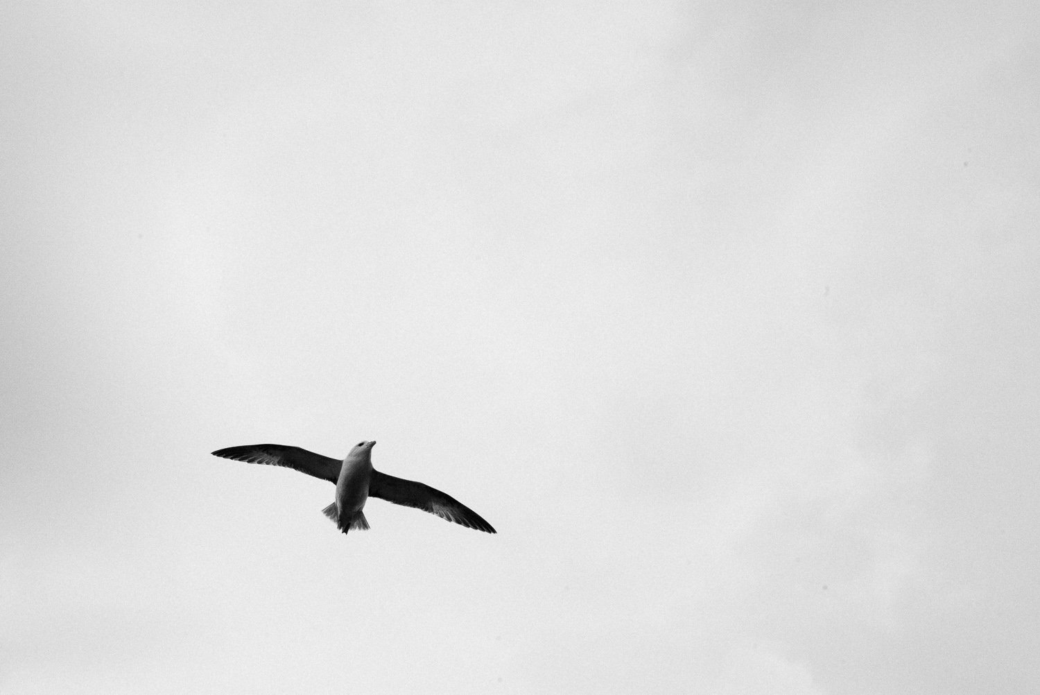 Seagull