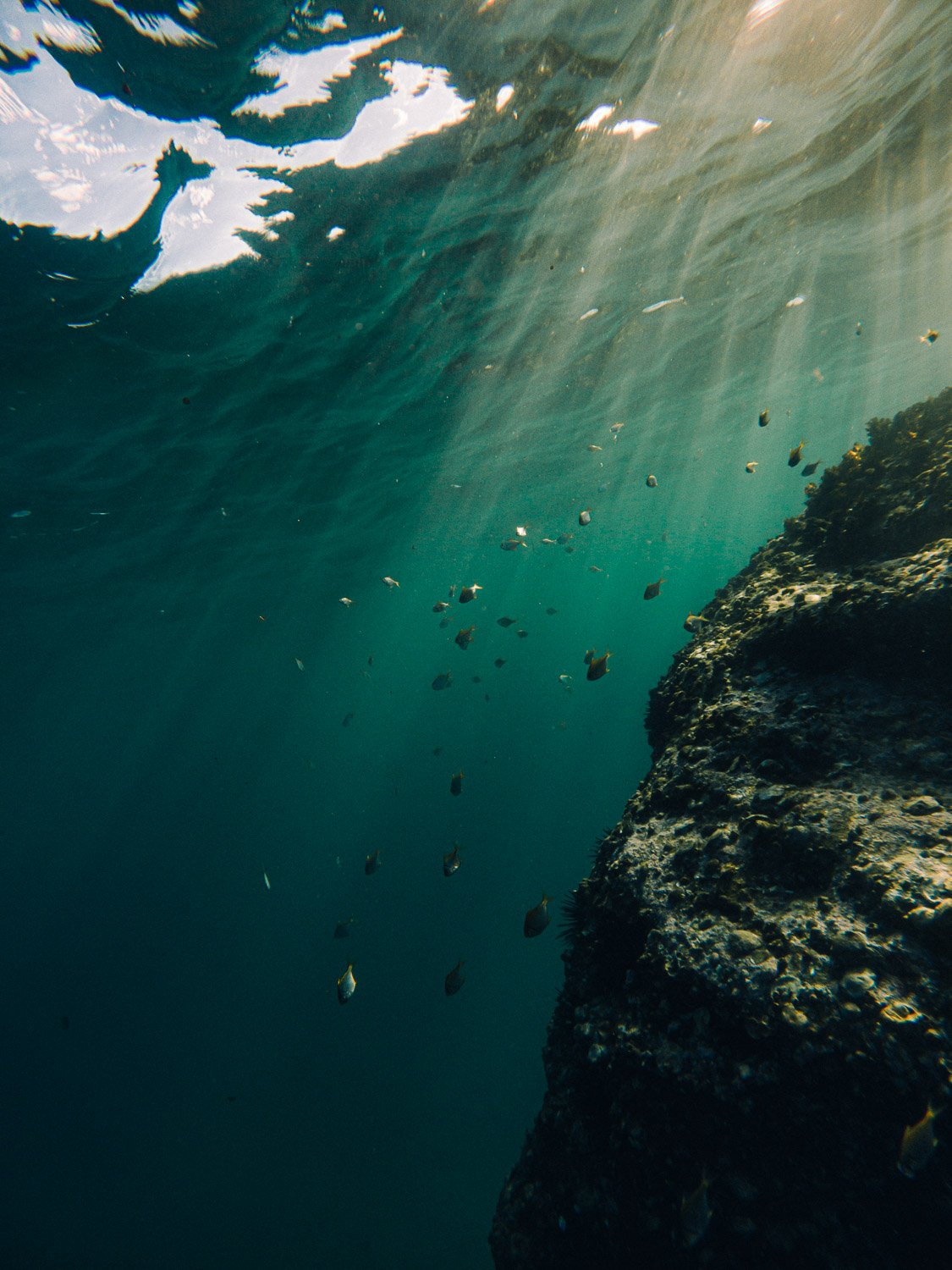 Reef