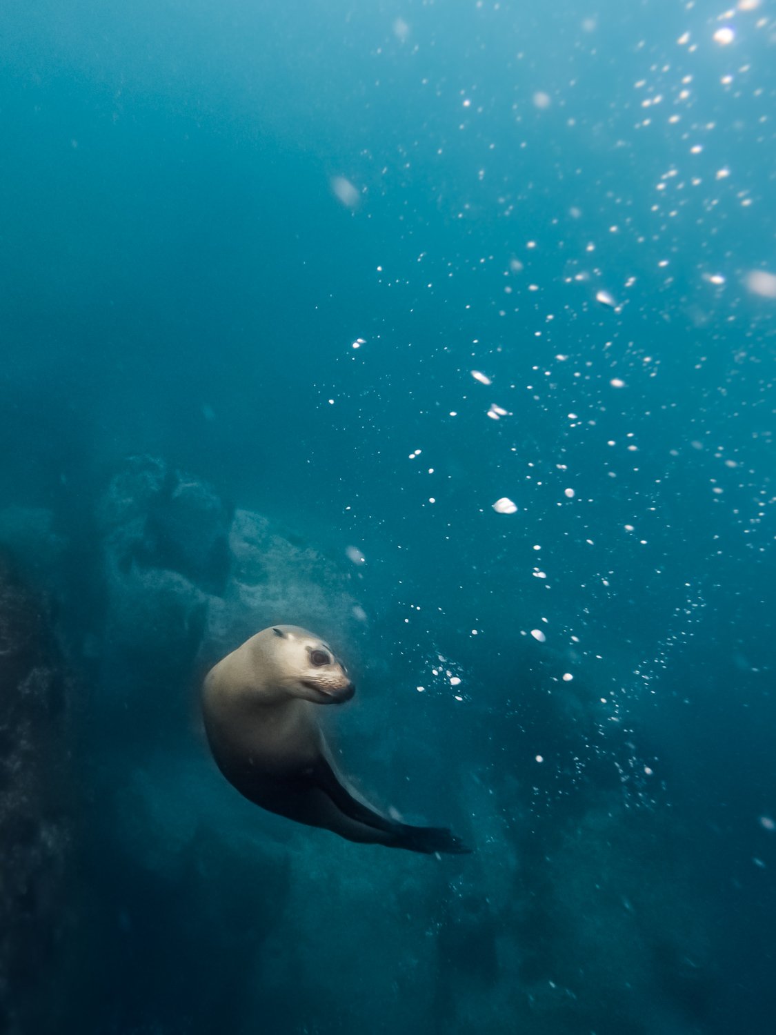 Close encounter of the seal kind