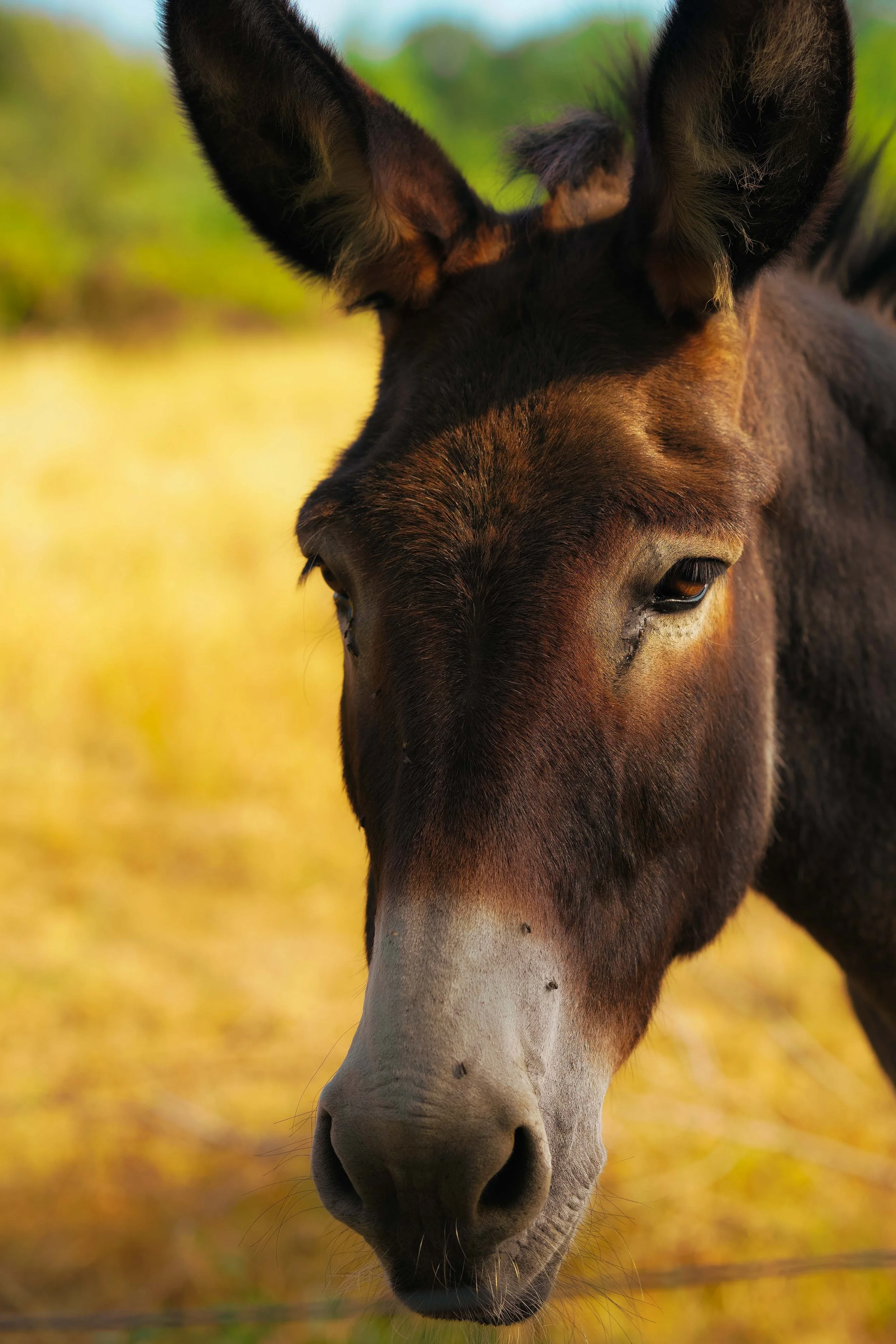 Le stage de cuisine dans l'Aude a lieu dans une ferme avec des animaux. 