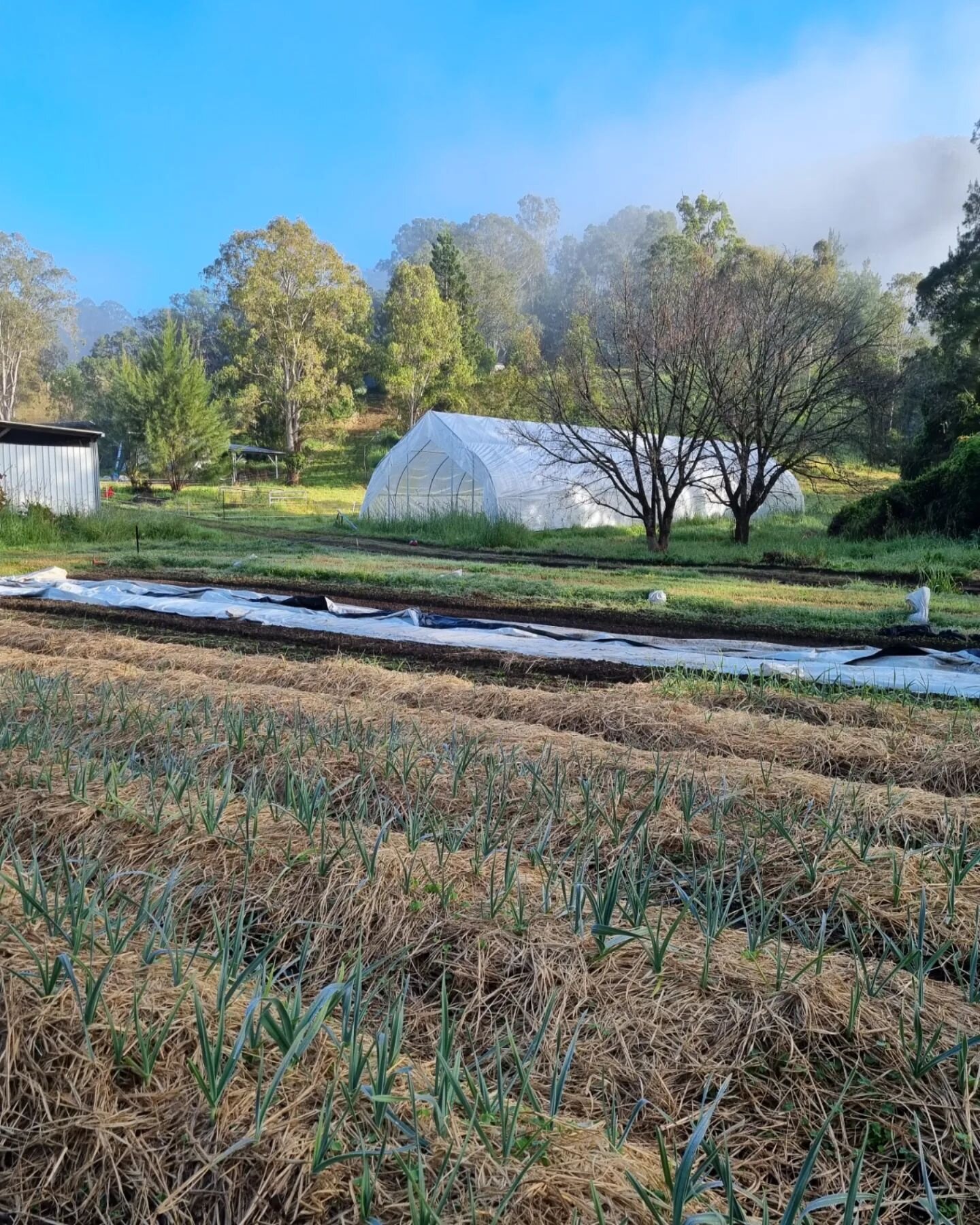 June update ❄

Progress is slow but steady and things are starting to feel a bit more serious. The greenhouse and wash/pack areas are coming along nicely and we have a full block of beds beautifully made and raised 👨&zwj;🌾

The next block has had t