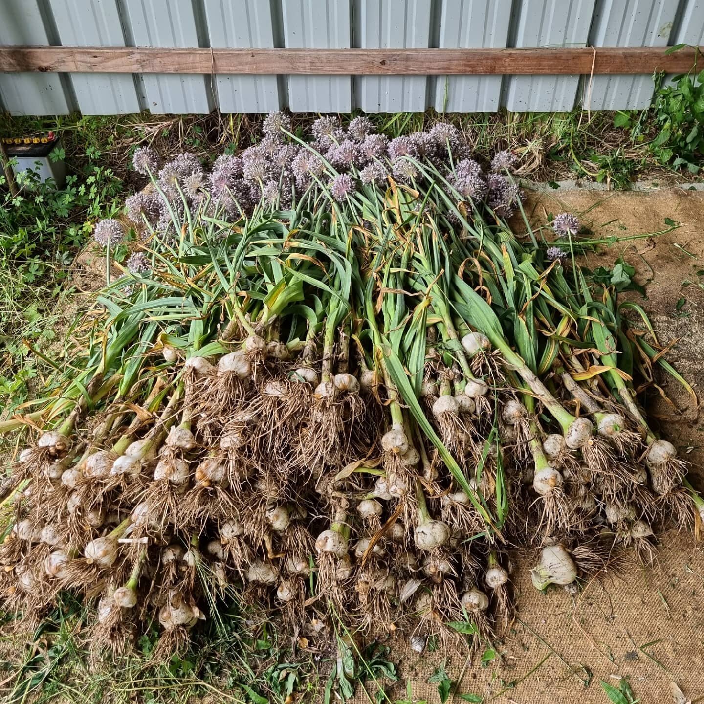 🧄 elephant garlic harvest 2021 🧄

We've learnt some lessons this year but we're still pretty happy with the yield. 

We didn't quite get to cutting the scapes thanks to borders but at least the flowers are cute little purple pompoms! 

We harvested