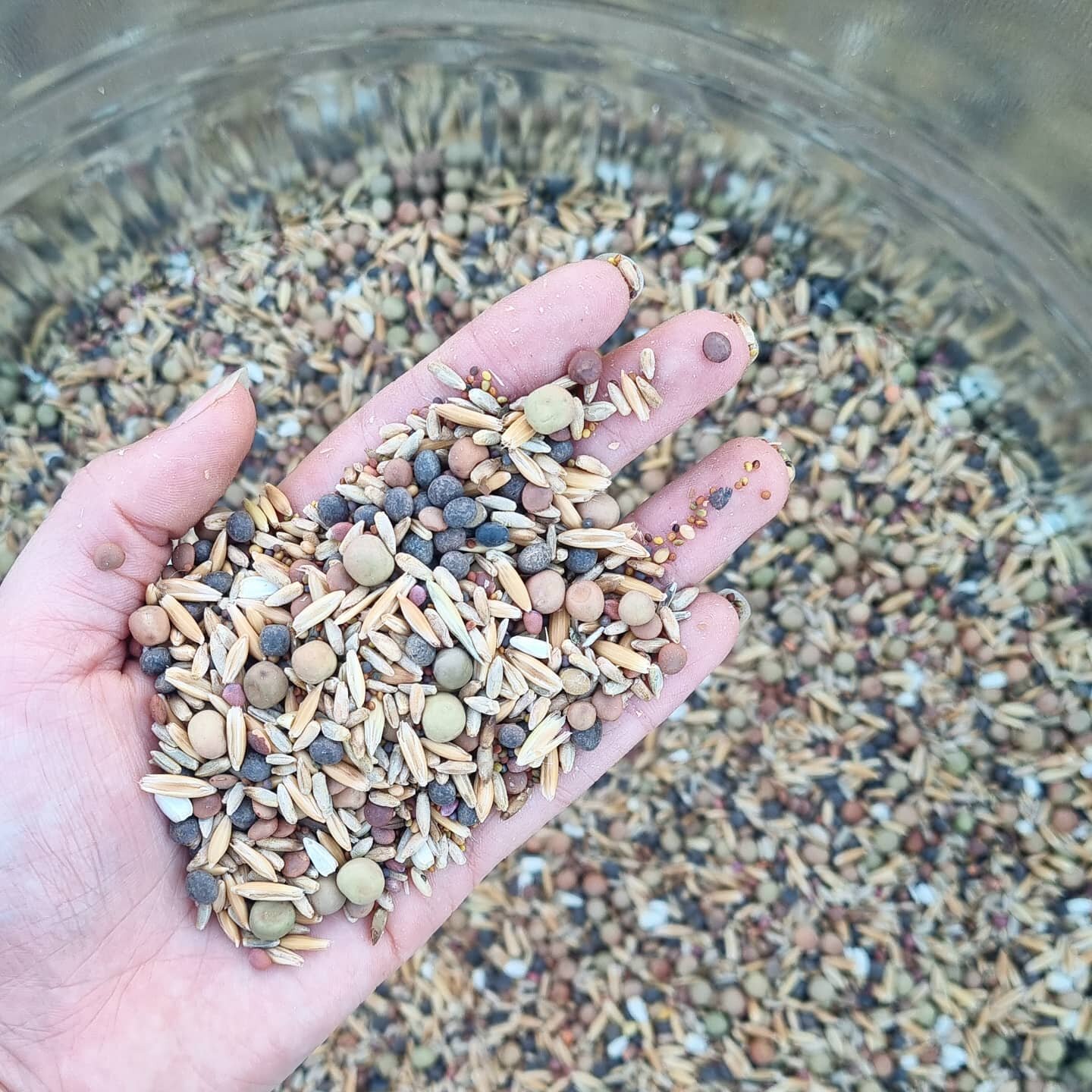 Cover crop seeding 😍😍

Taylor and I solemnly and sincerely promise and affirm that we will never let this patch return to grass - covered or cover cropped! 

#winter #covercrop #germination #marketfarm #kyogle #northernnsw #seeds
