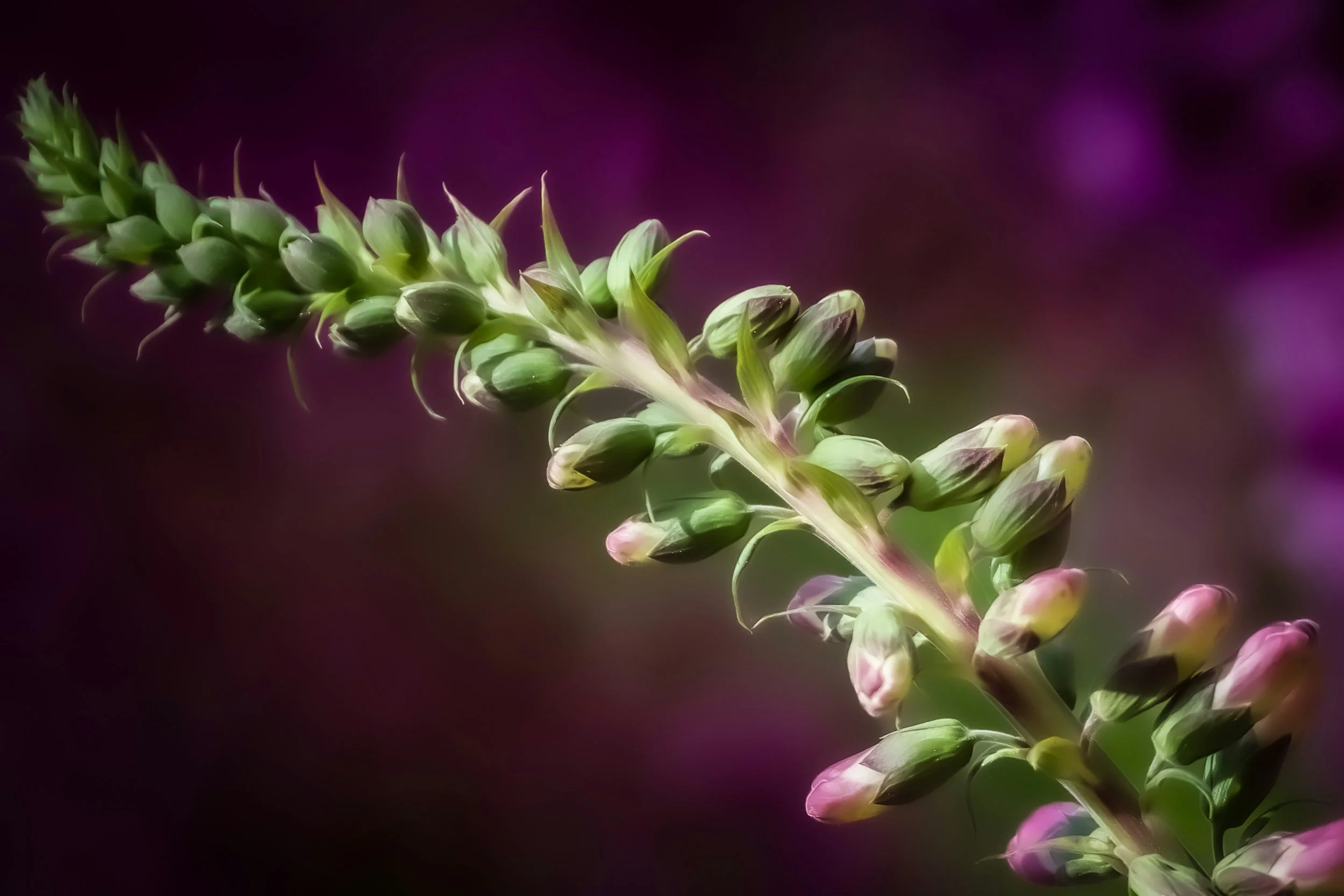 A foxglove in bud