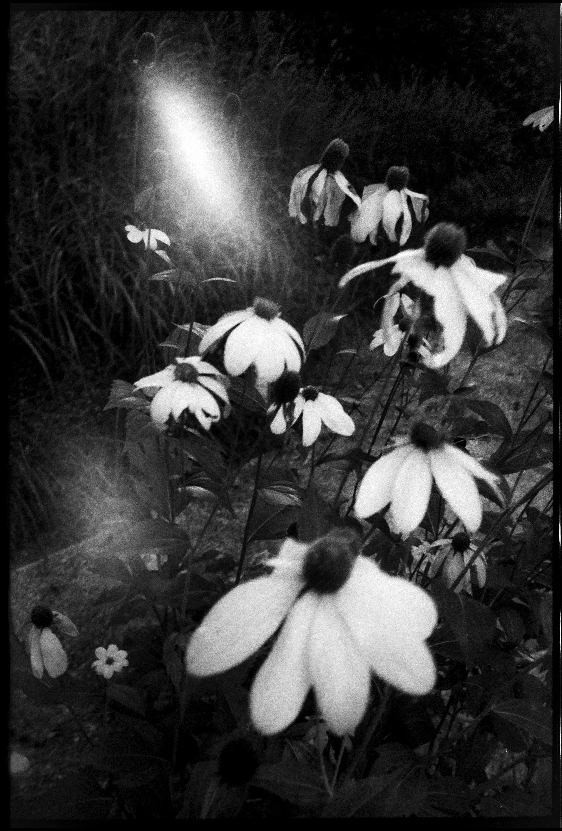 black sinsta kopie.jpg