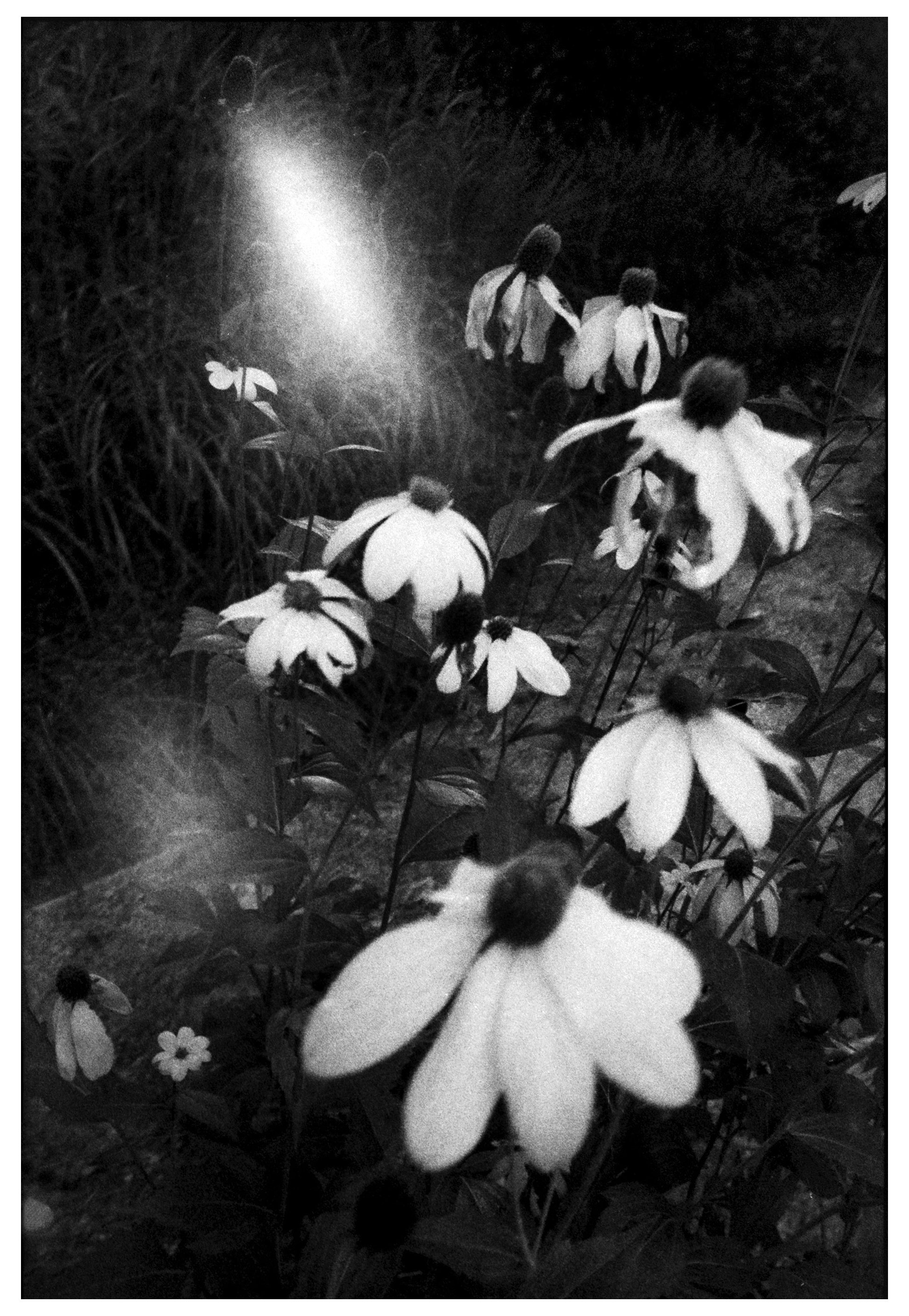 black sinsta kopie 2.jpg