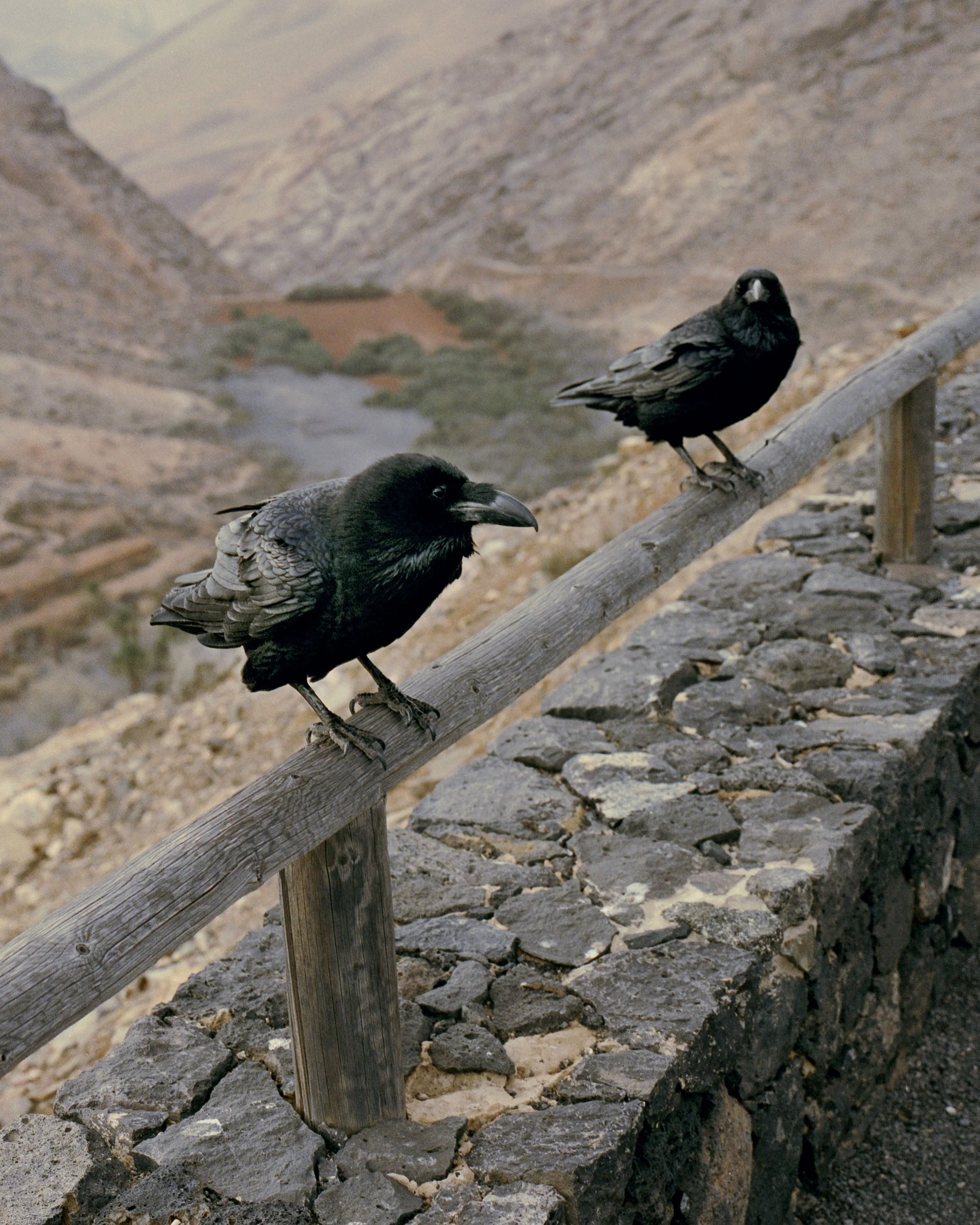 ravens print 40 x 50 kopie.jpg