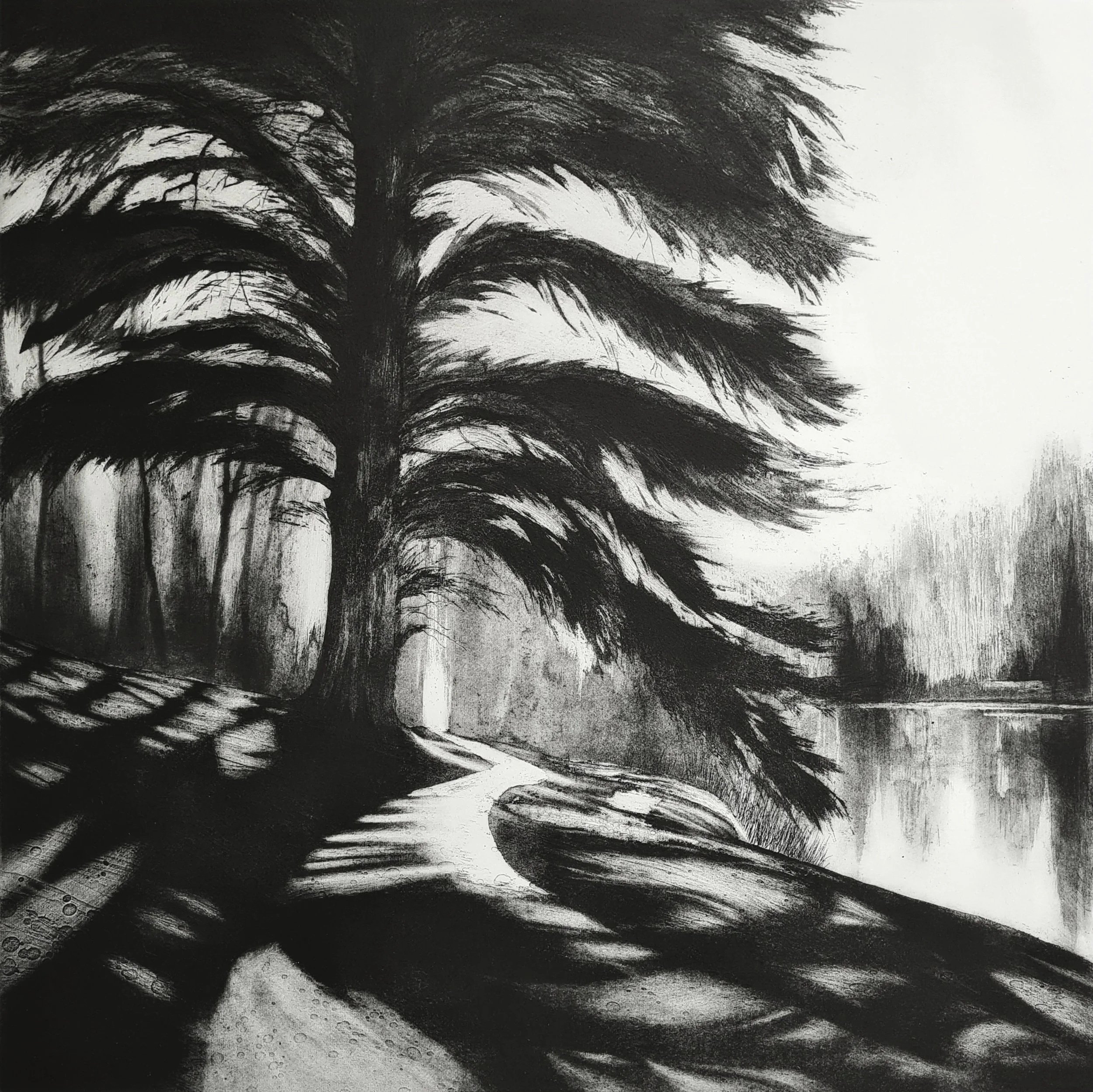 This still early day, 2026, etching 50cm x 50cm. Created for Museum in the Park, Prints in the Park 2026
