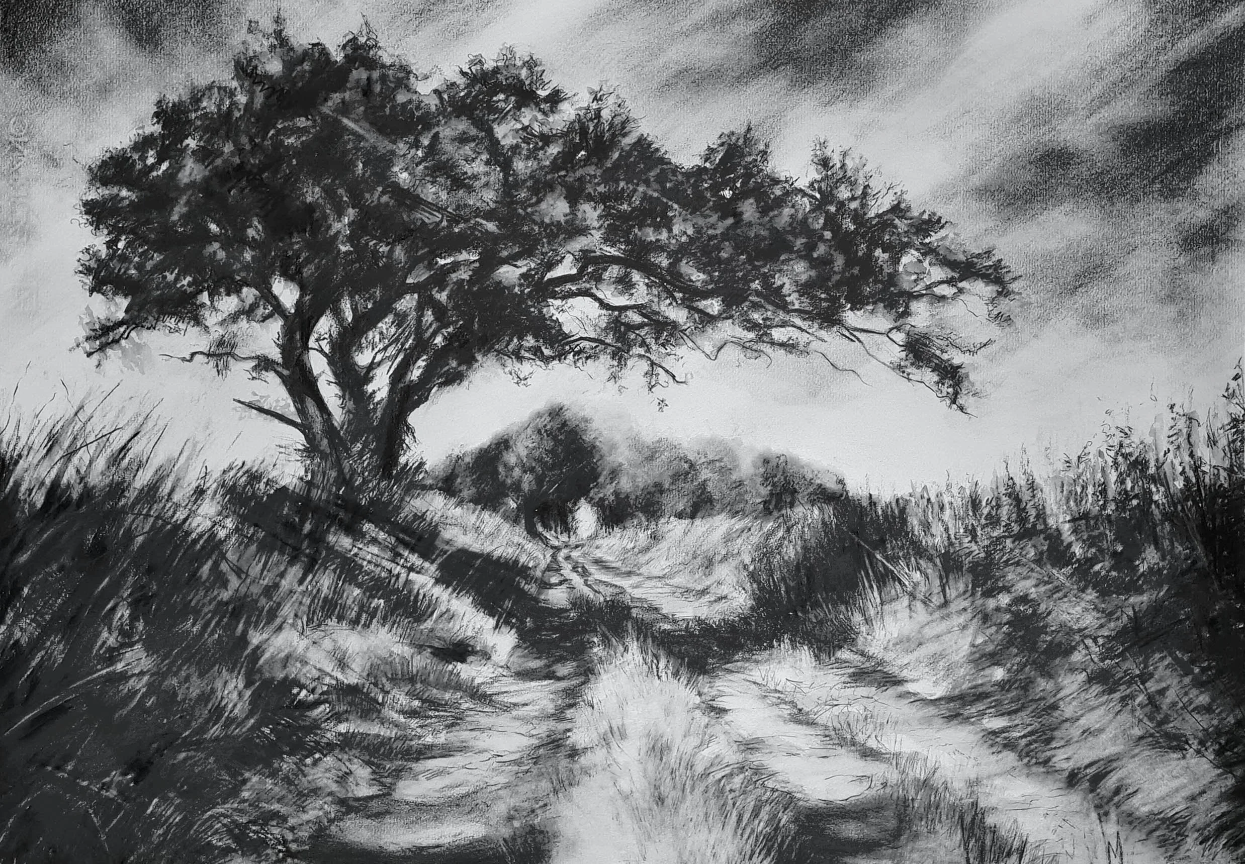 Sheltering Oak, 2021
Graphite and water soluble graphite SOLD by White Chalk Gallery