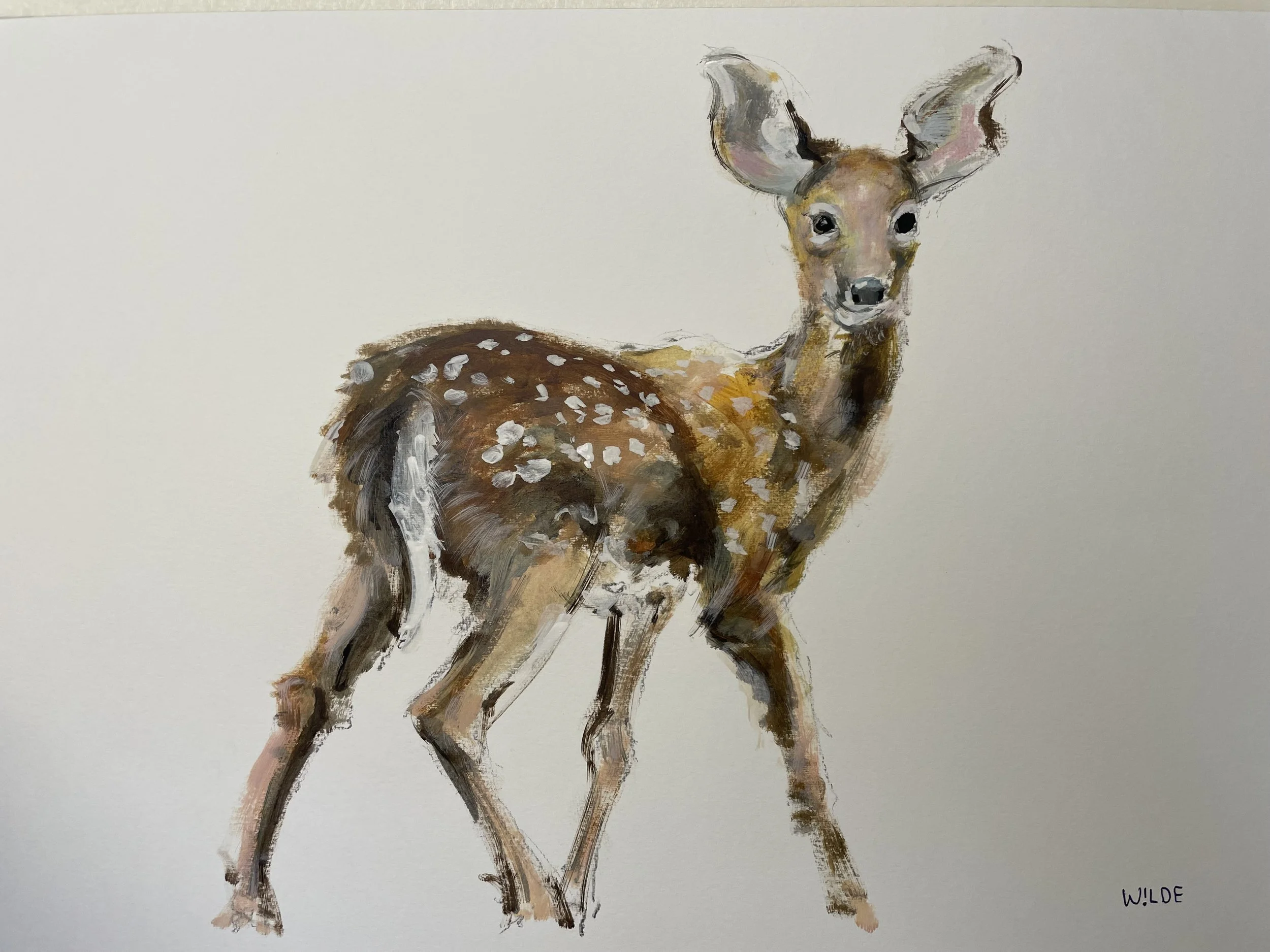 fawn.jpg