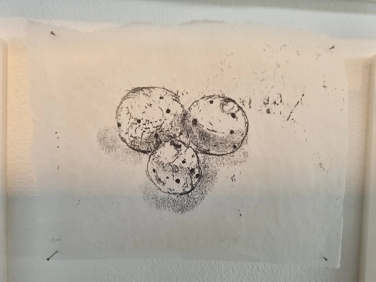 oak apples.jpg