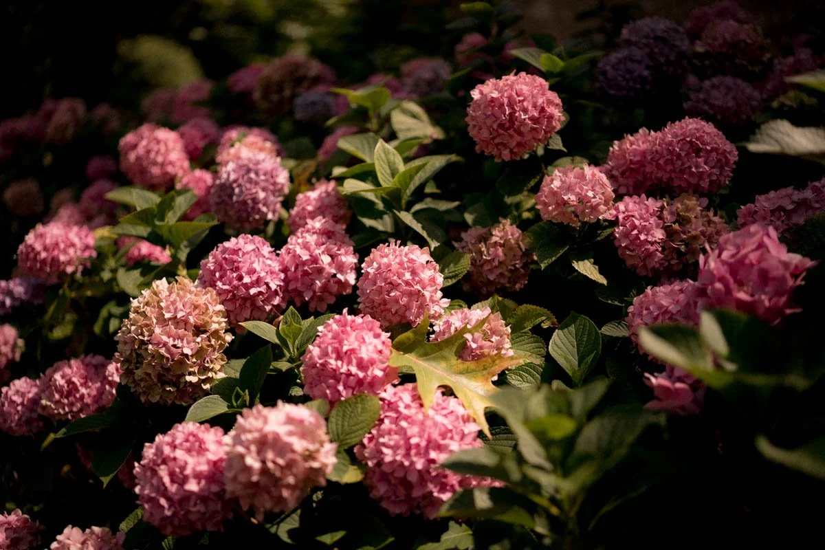 photographe-mariage-hautes-alpes-detail-fleurs.jpg