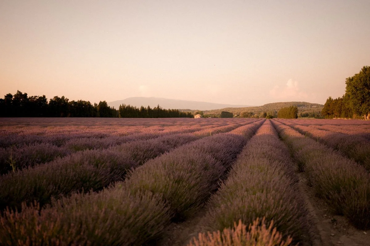 mariage-petit-comite-provence-lavande-champ.jpg