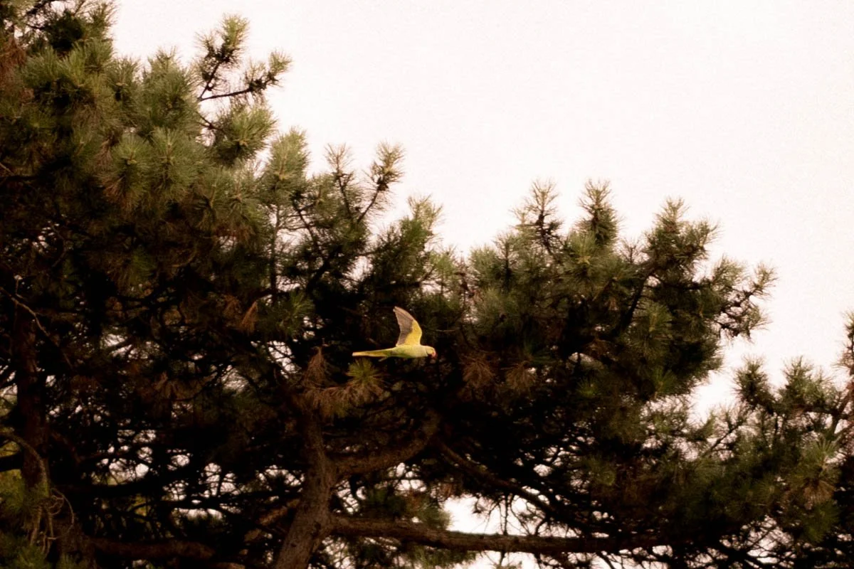 seance-engagement-paris-buttes-chaumont-parc-chaumont.jpg