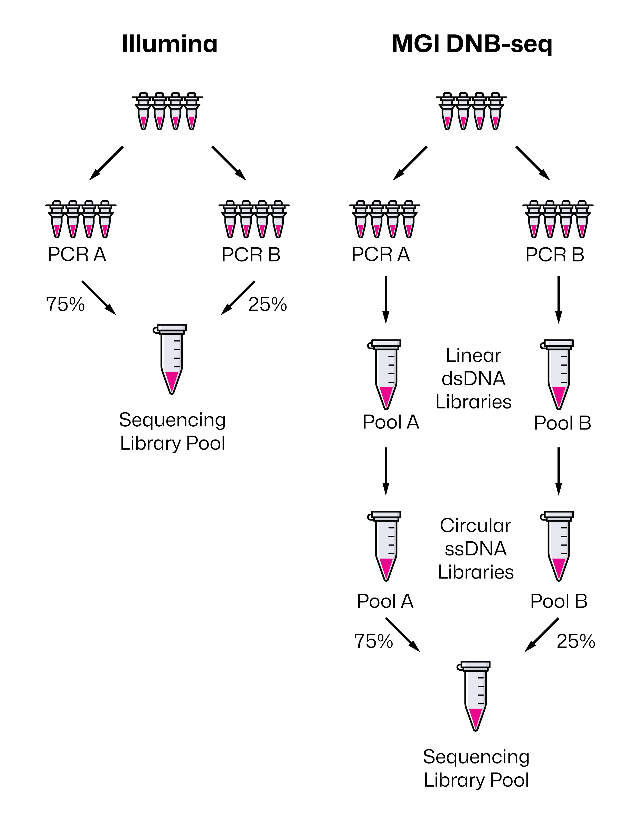 Diagram illustrating the two approaches to DNA sequencing, Illumina and MGI DNB-seq. The Illumina process involves PCR amplification of DNA to create a sequencing library pool, which is then sequenced. The MGI DNB-seq approach uses PCR to create separate pools, then performs linear and circular DNA libraries before pooling for sequencing.